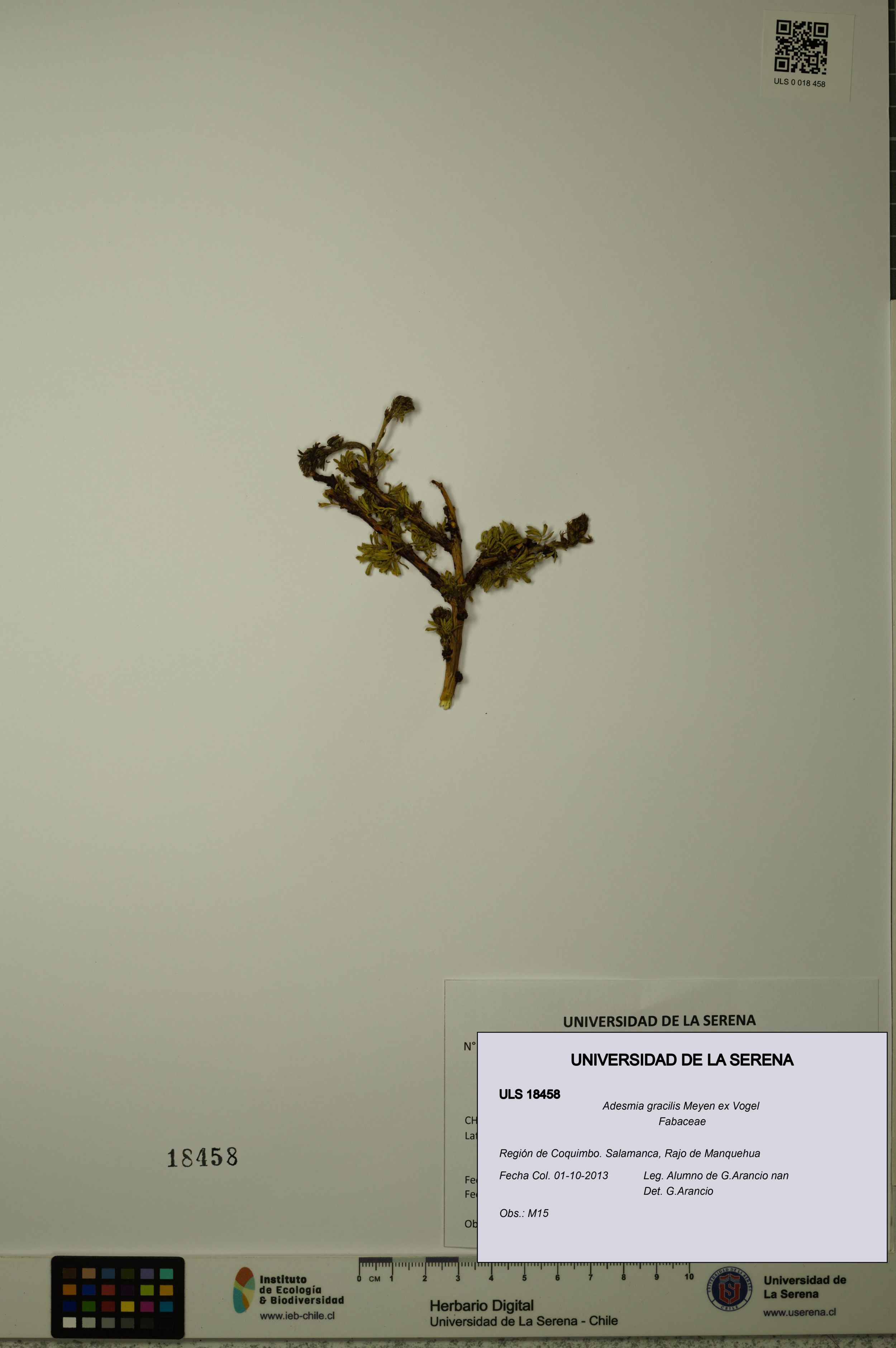 Adesmia gracilis [Espécimen: ]