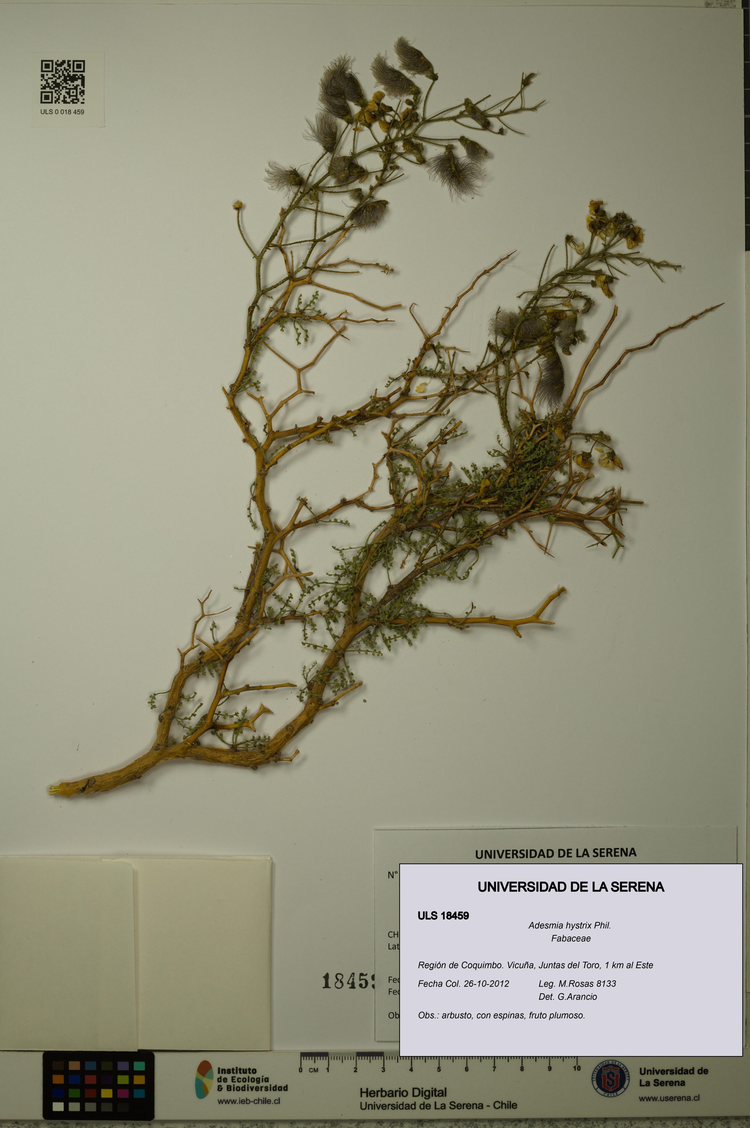 Adesmia hystrix [Espécimen: ]