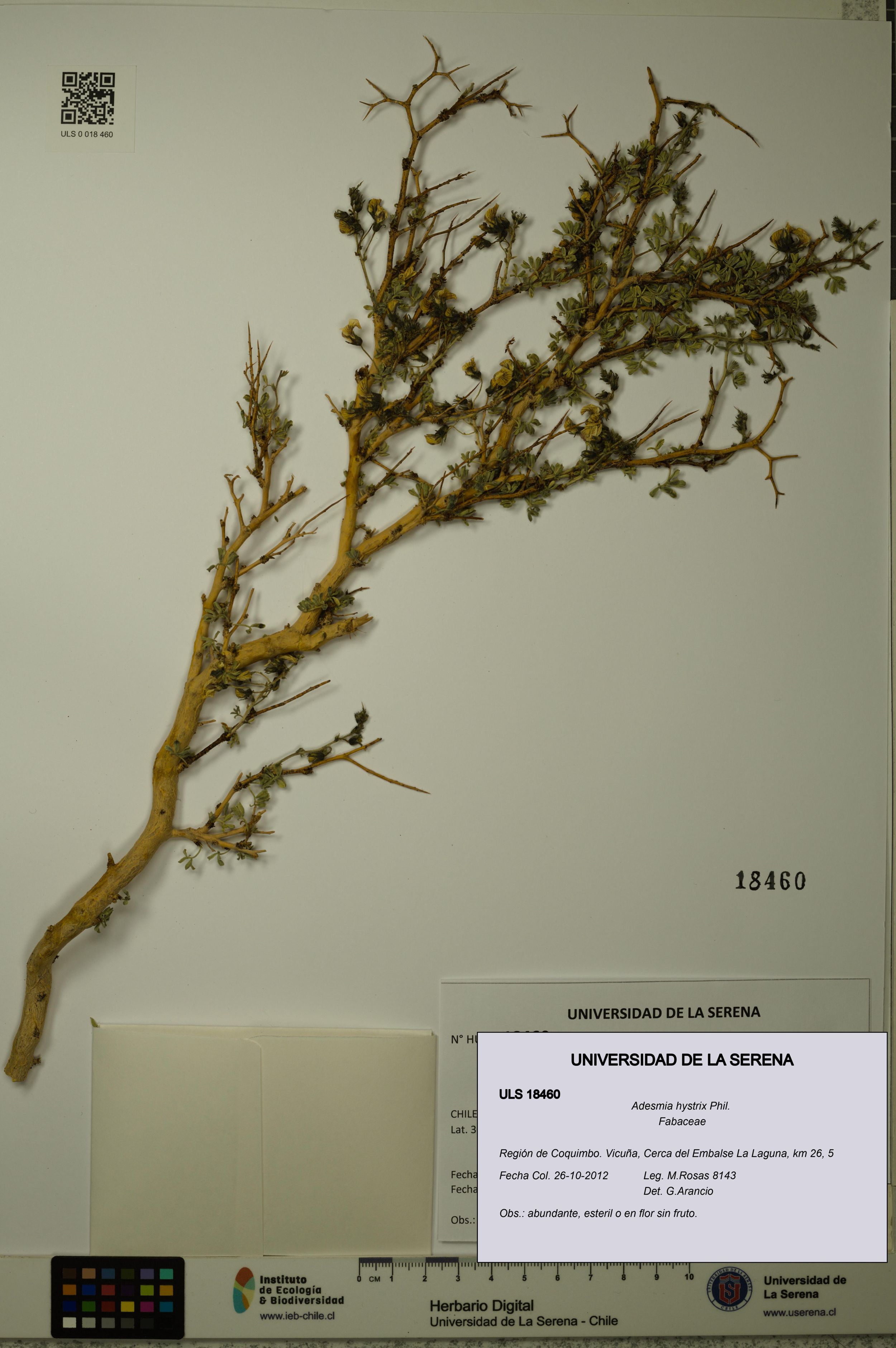 Adesmia hystrix [Espécimen: ]