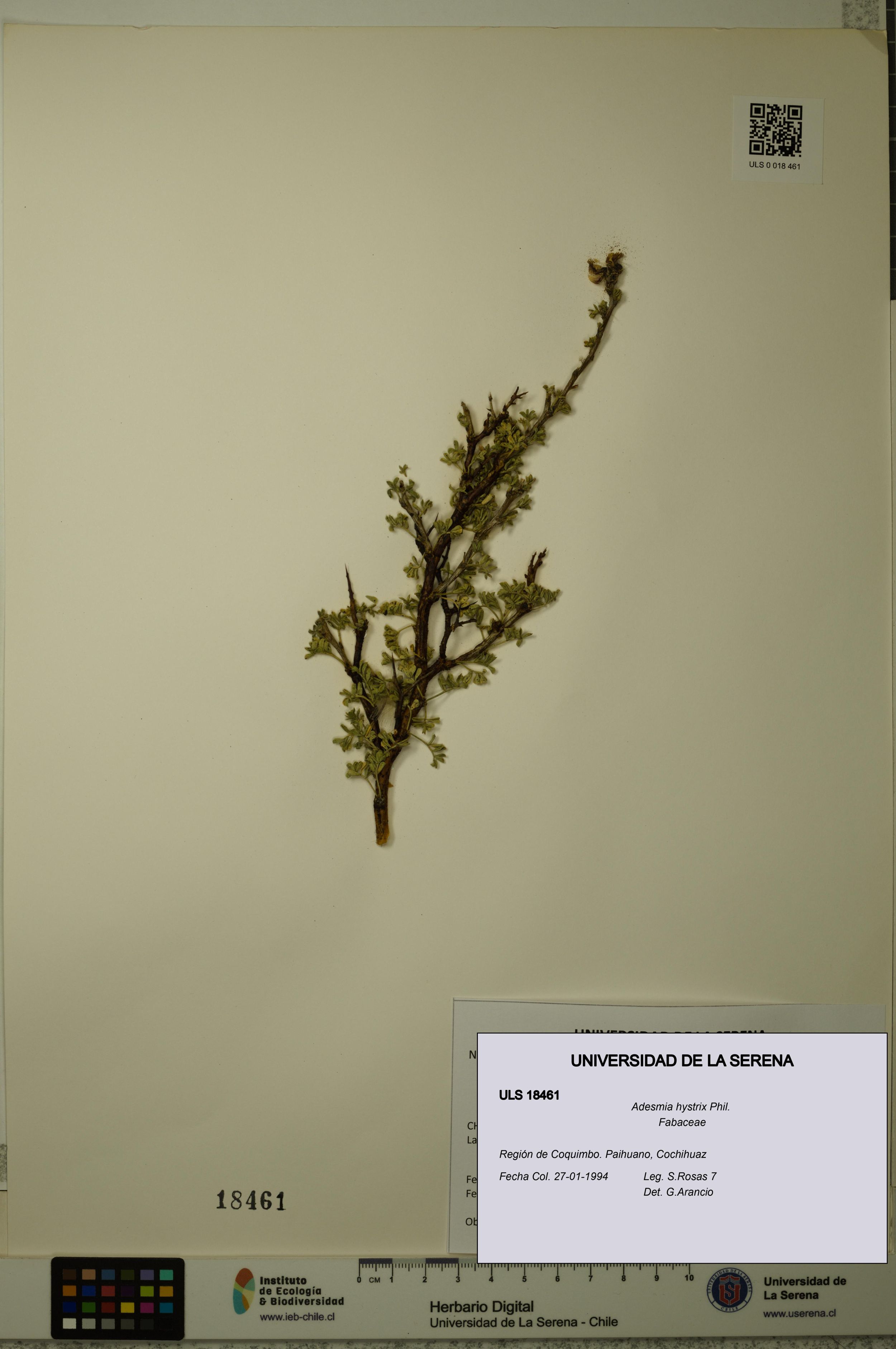 Adesmia hystrix [Espécimen: ]