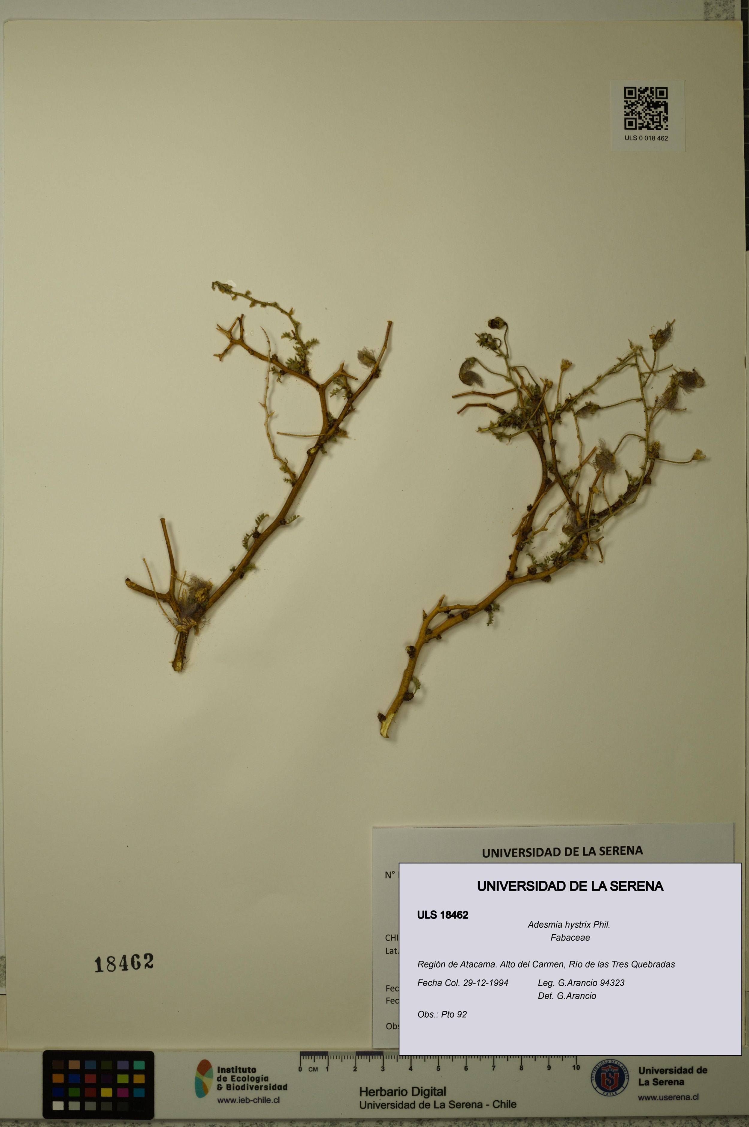 Adesmia hystrix [Espécimen: ]