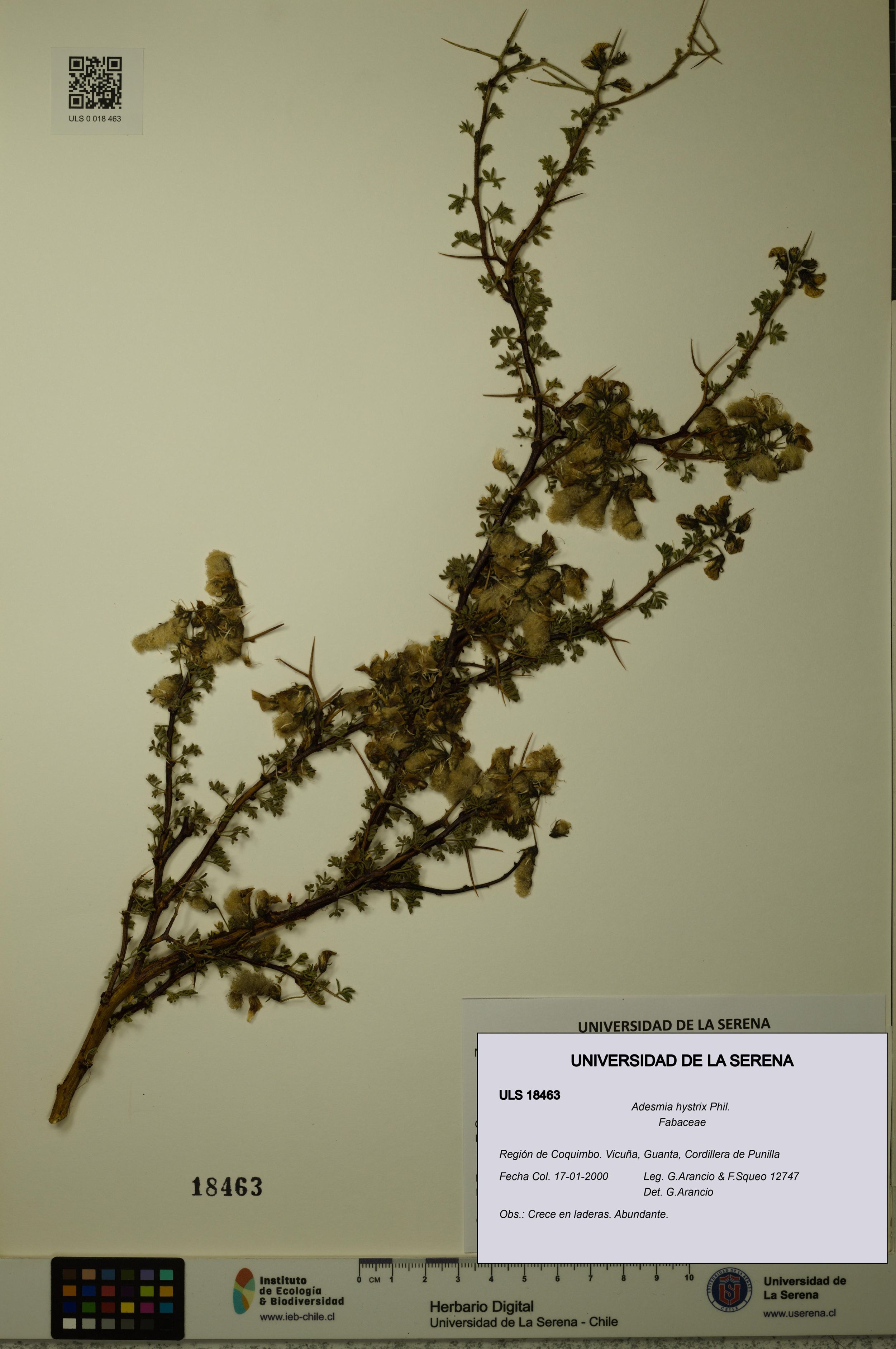 Adesmia hystrix [Espécimen: ]