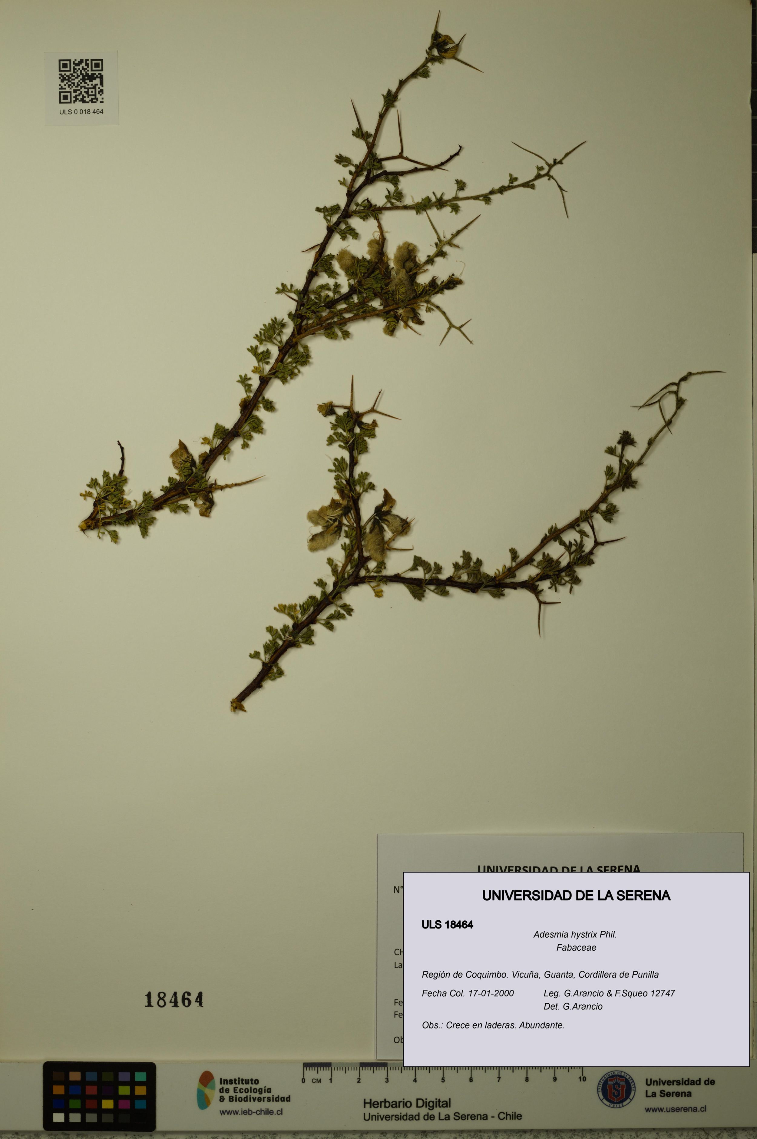 Adesmia hystrix [Espécimen: ]