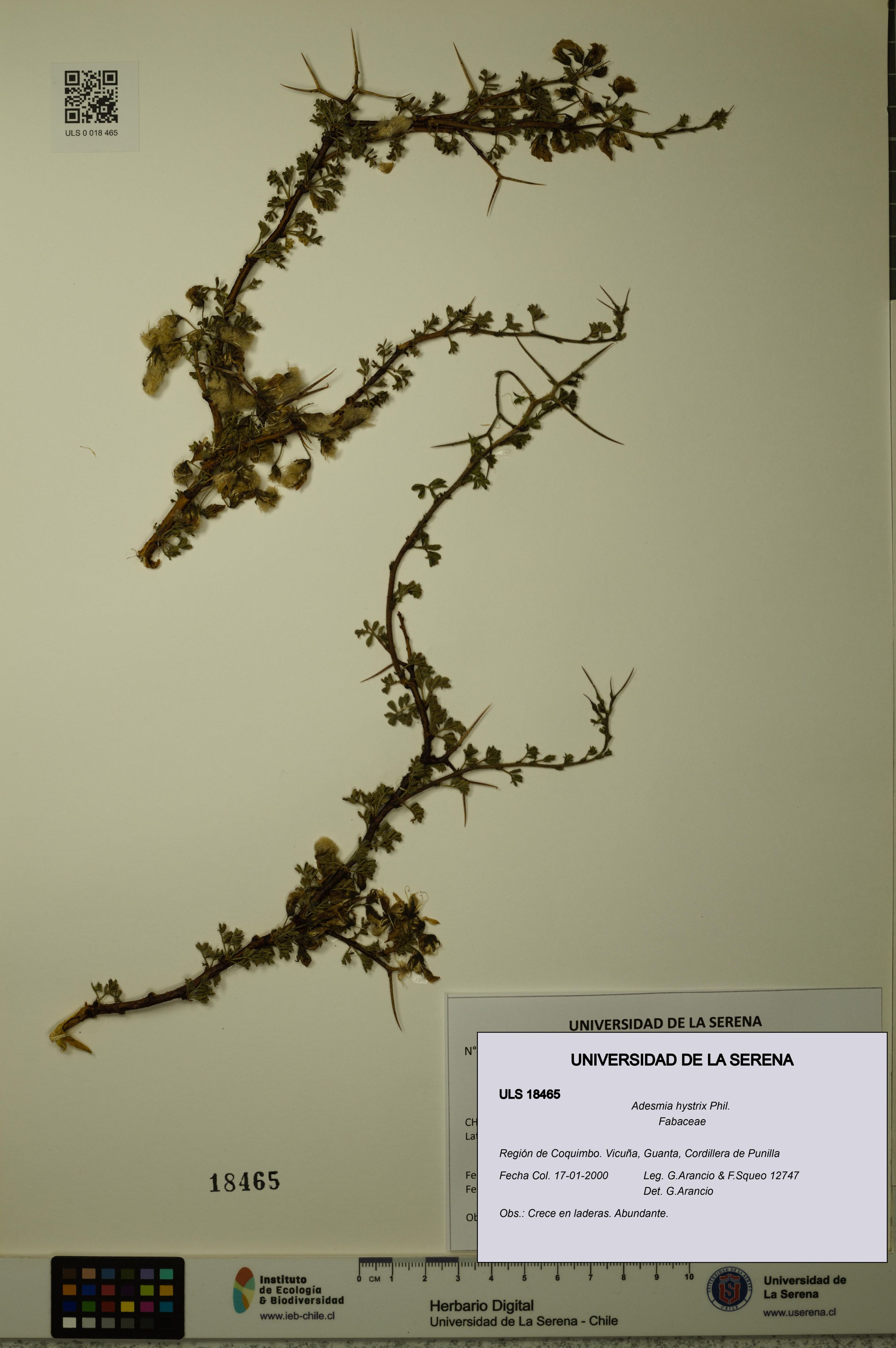 Adesmia hystrix [Espécimen: ]