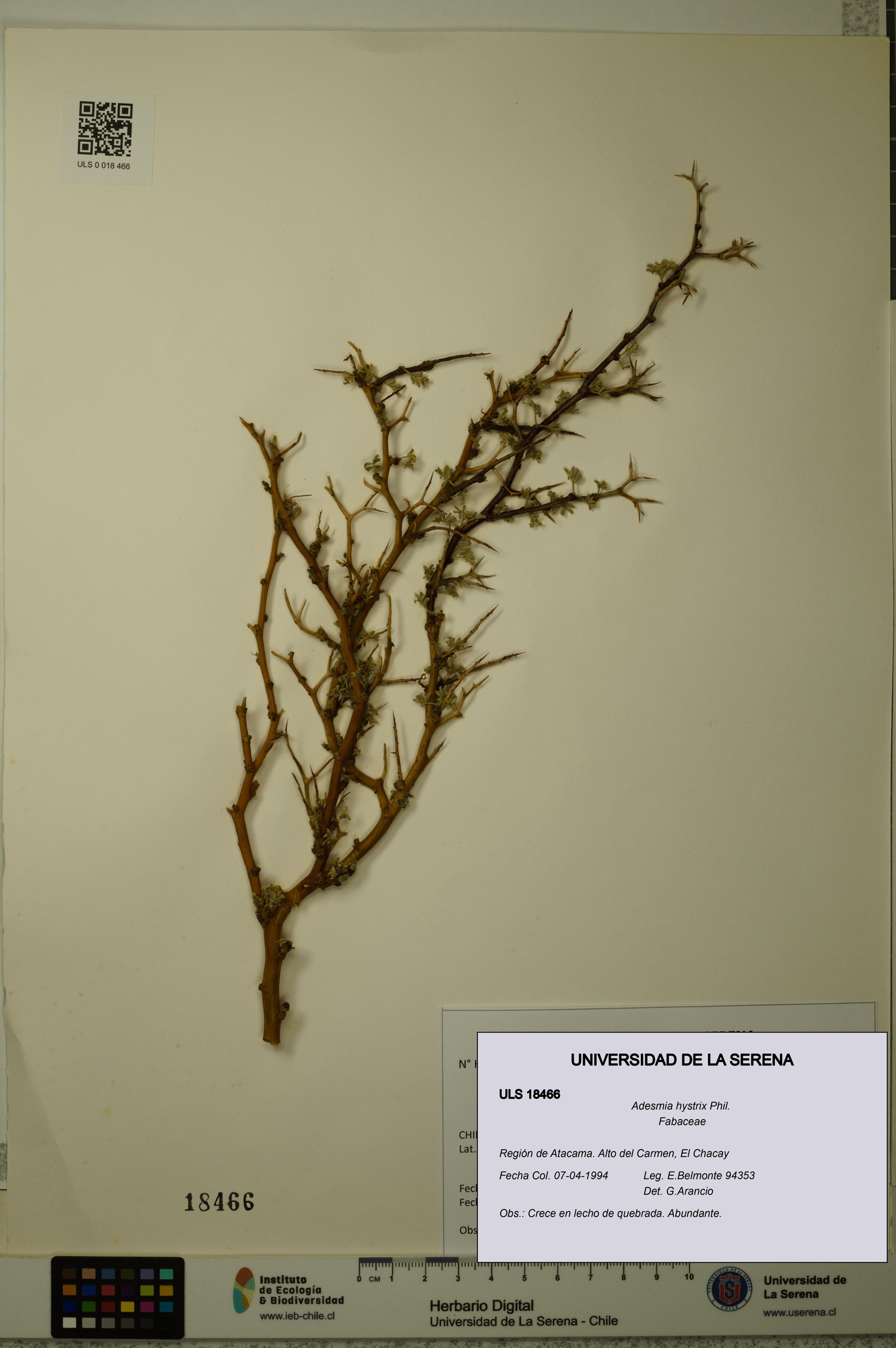 Adesmia hystrix [Espécimen: ]