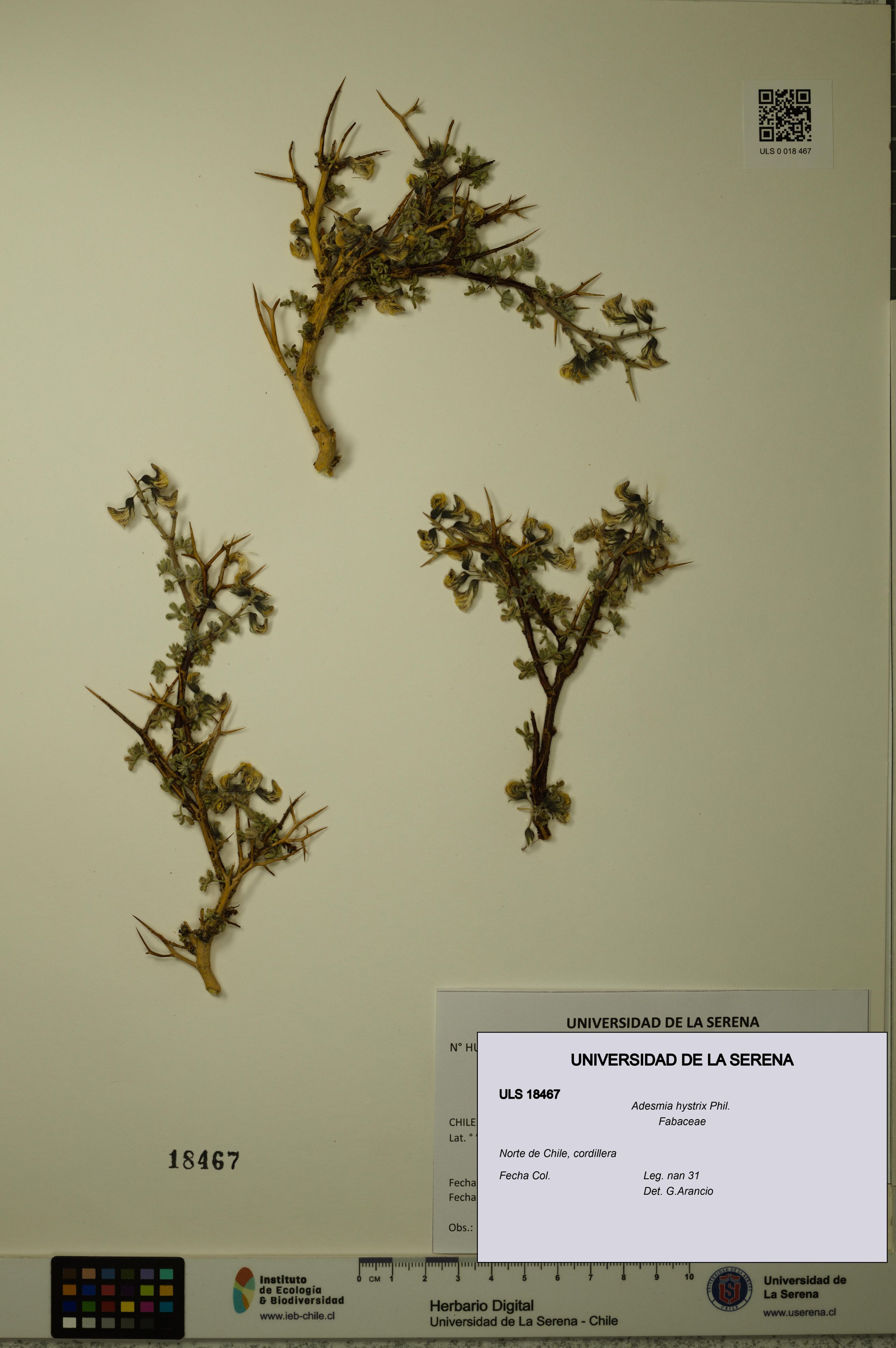 Adesmia hystrix [Espécimen: ]