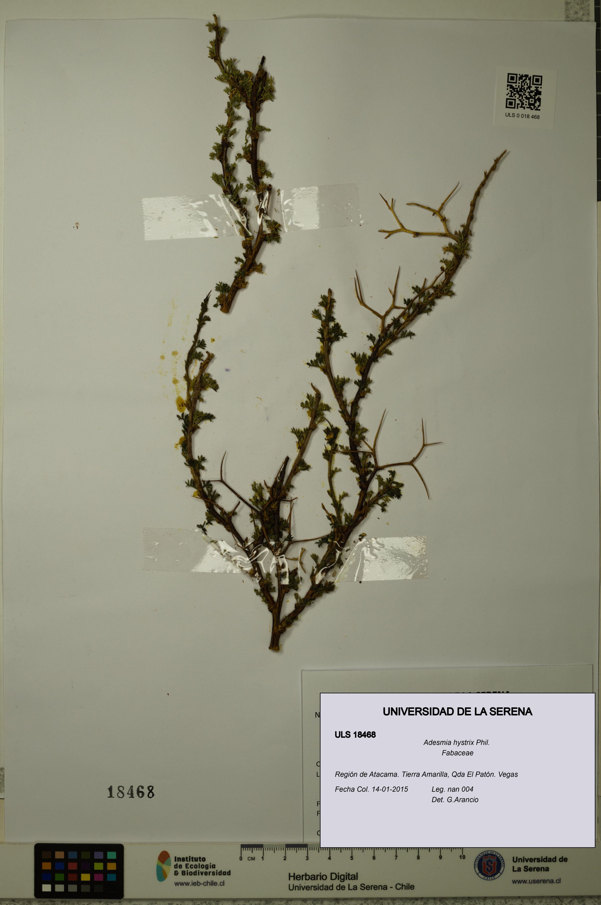 Adesmia hystrix [Espécimen: ]