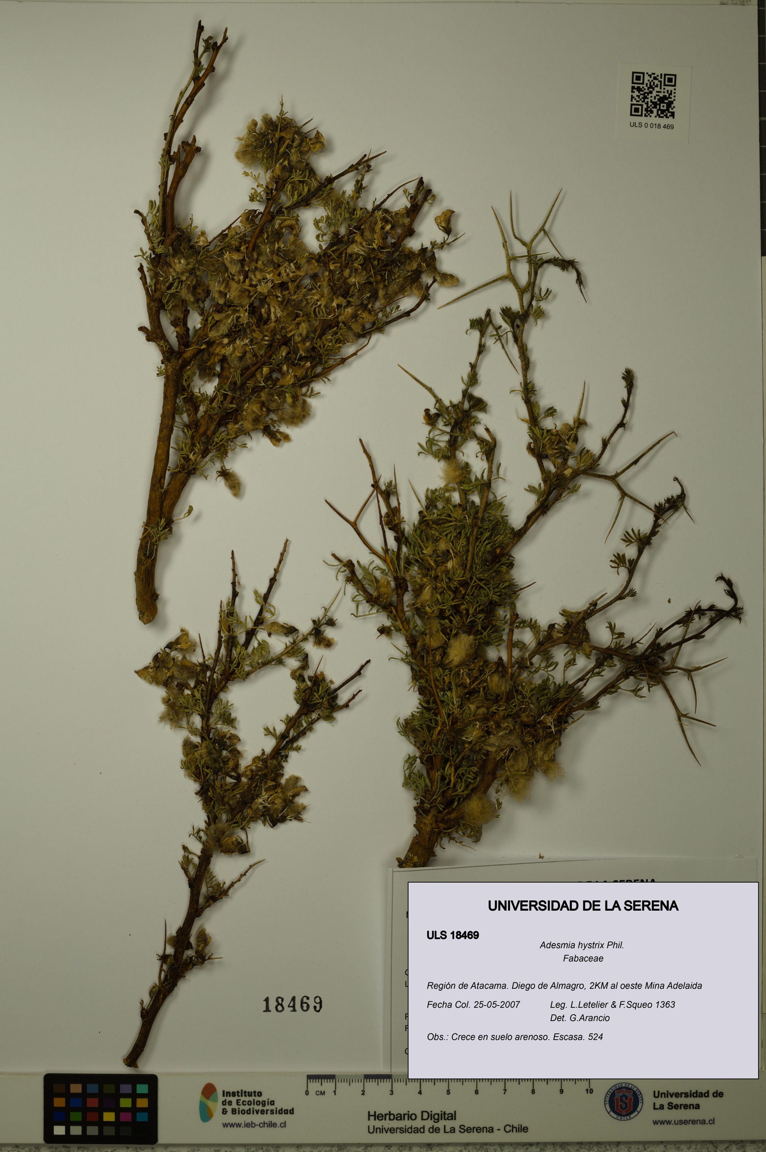 Adesmia hystrix [Espécimen: ]