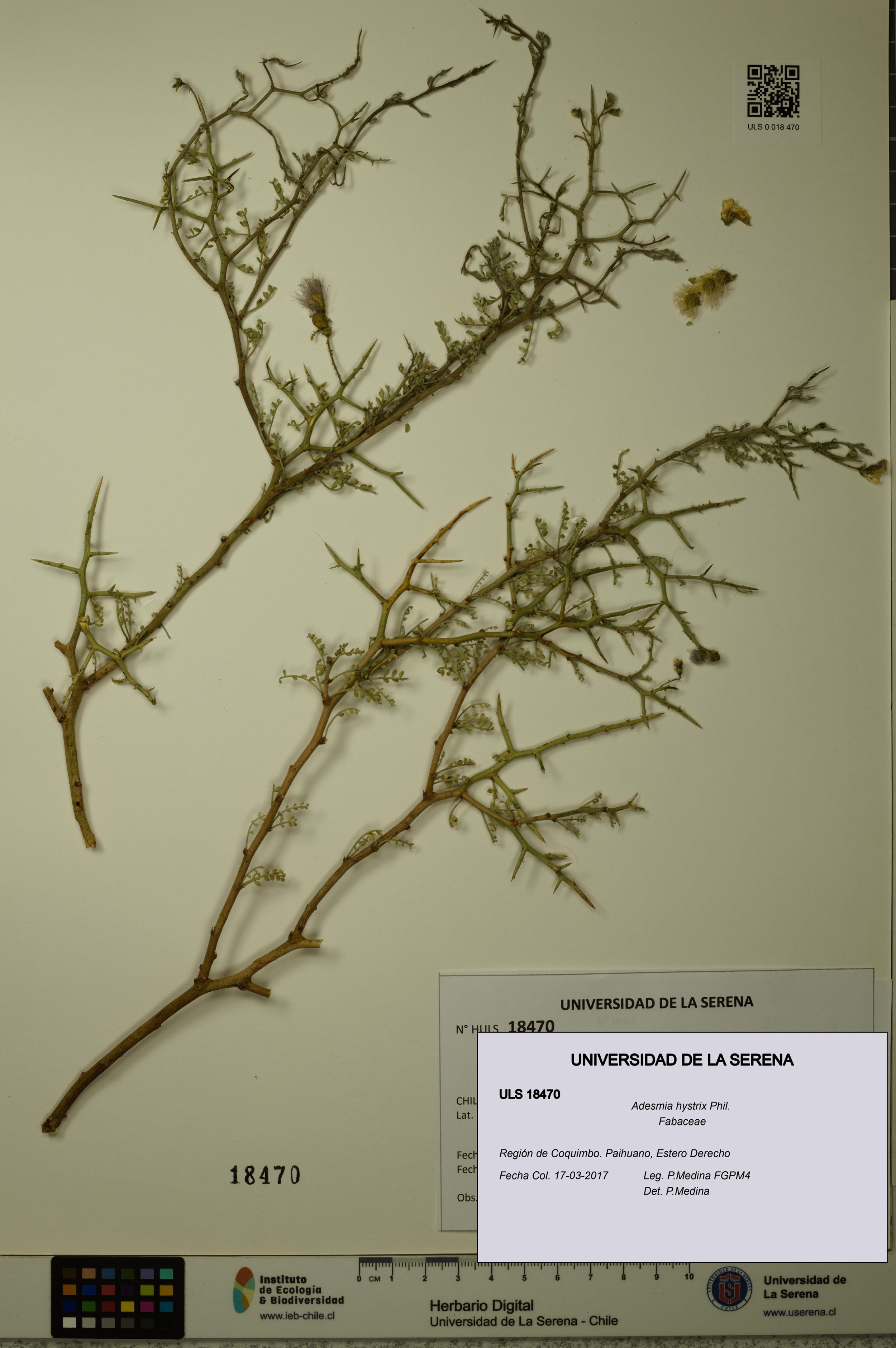 Adesmia hystrix [Espécimen: ]