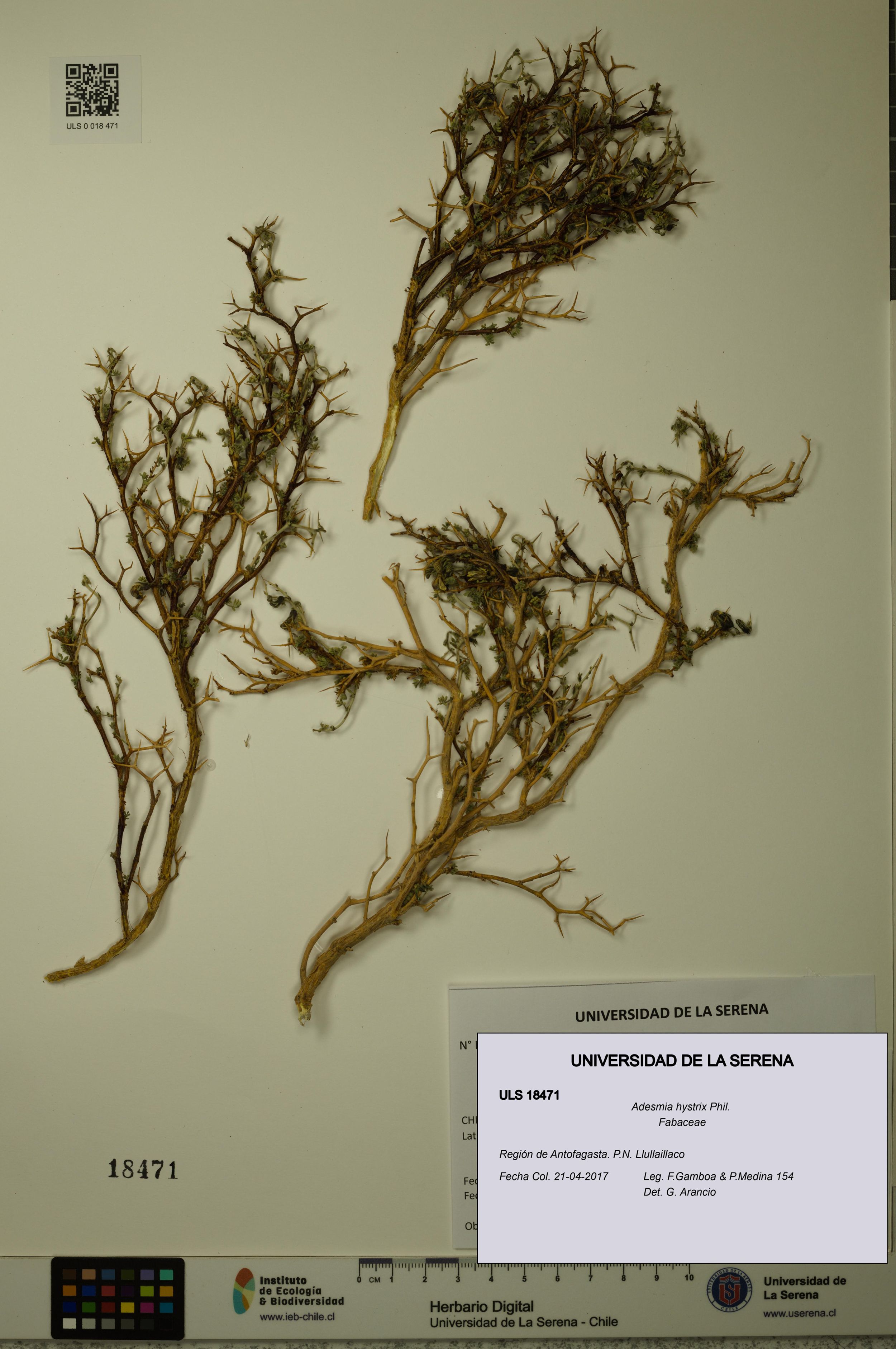 Adesmia hystrix [Espécimen: ]