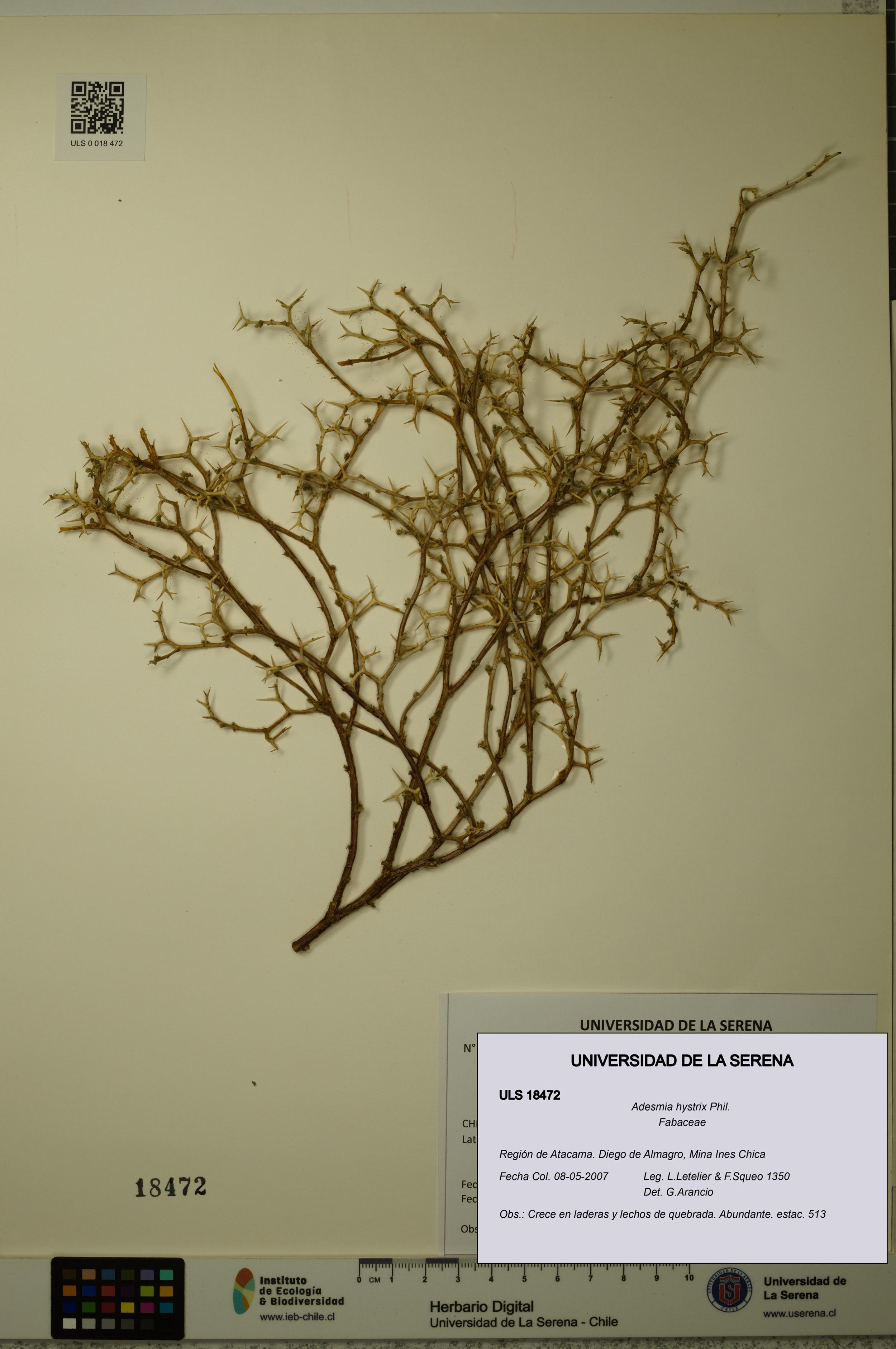 Adesmia hystrix [Espécimen: ]