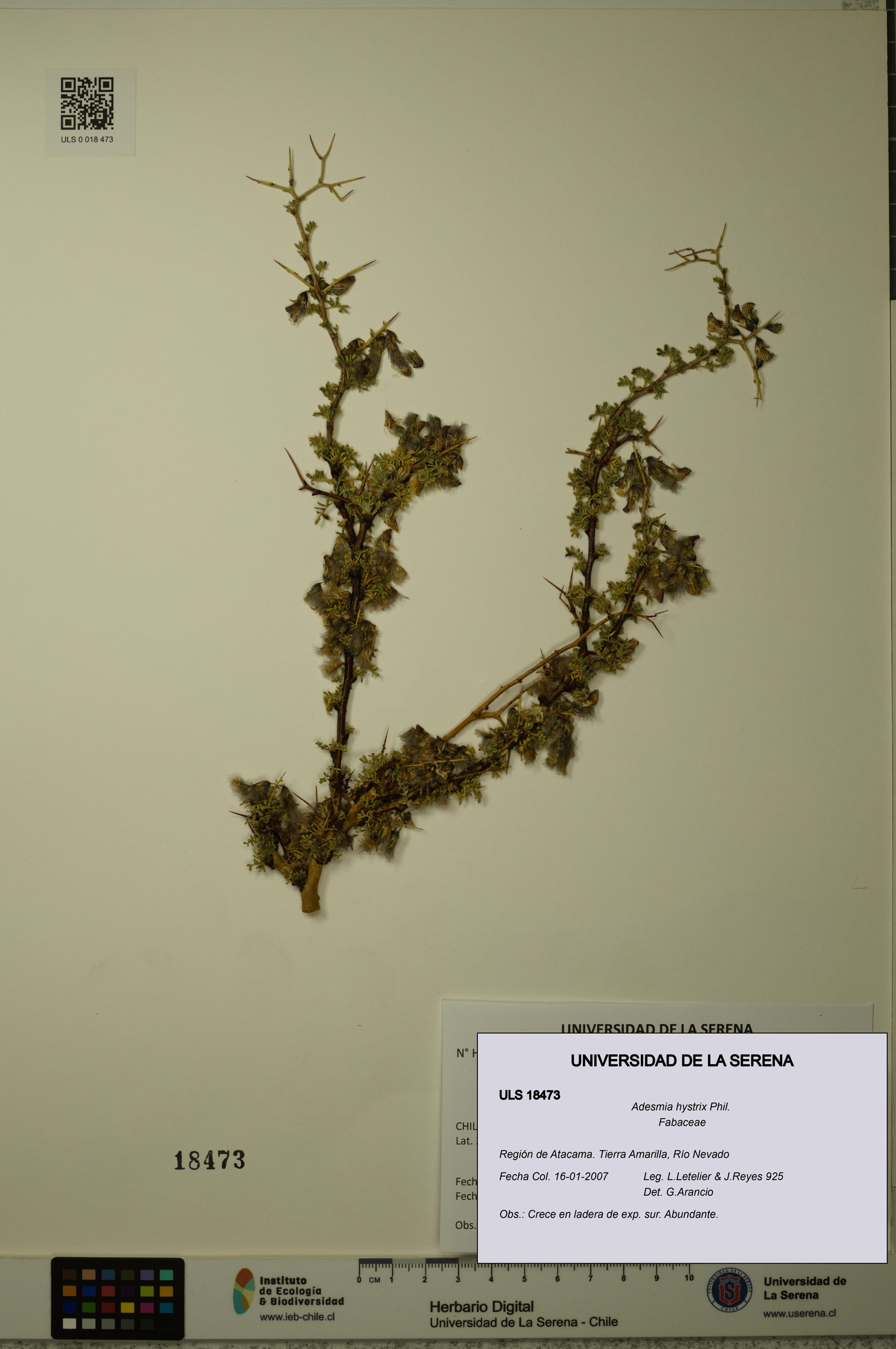Adesmia hystrix [Espécimen: ]