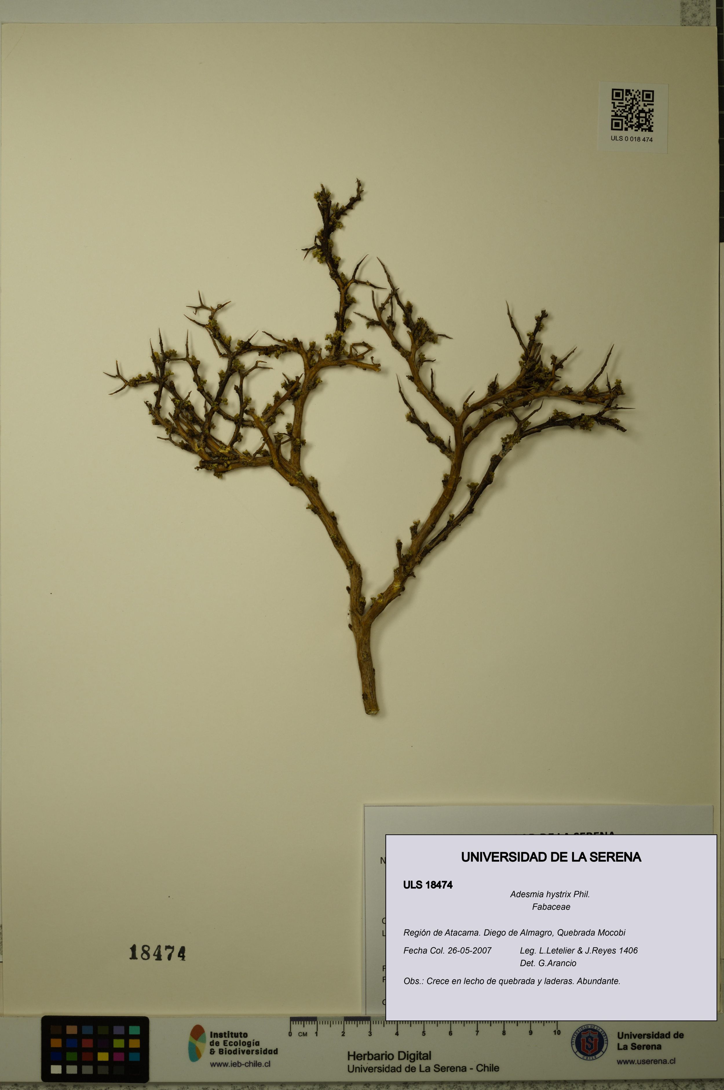 Adesmia hystrix [Espécimen: ]