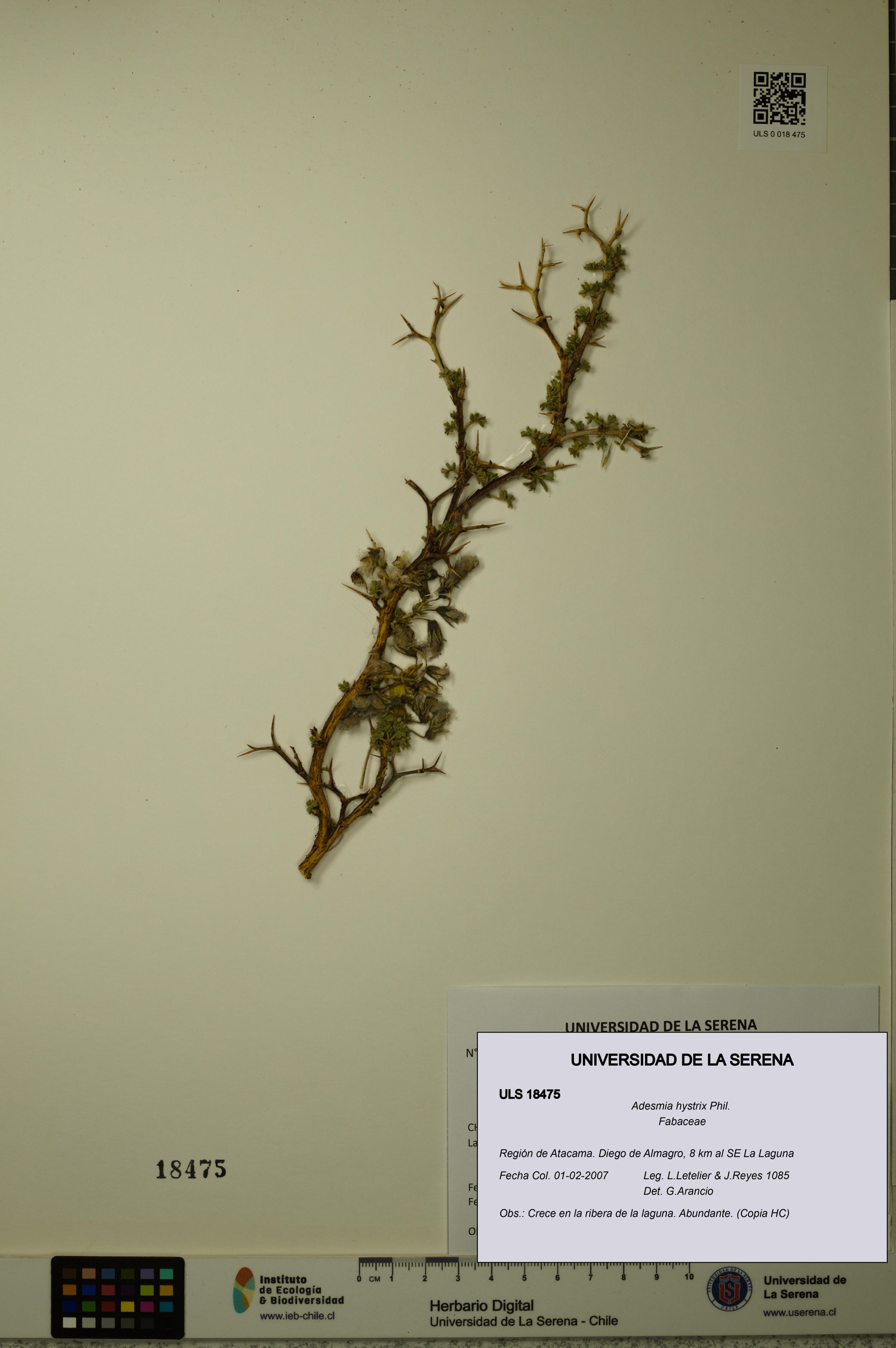 Adesmia hystrix [Espécimen: ]