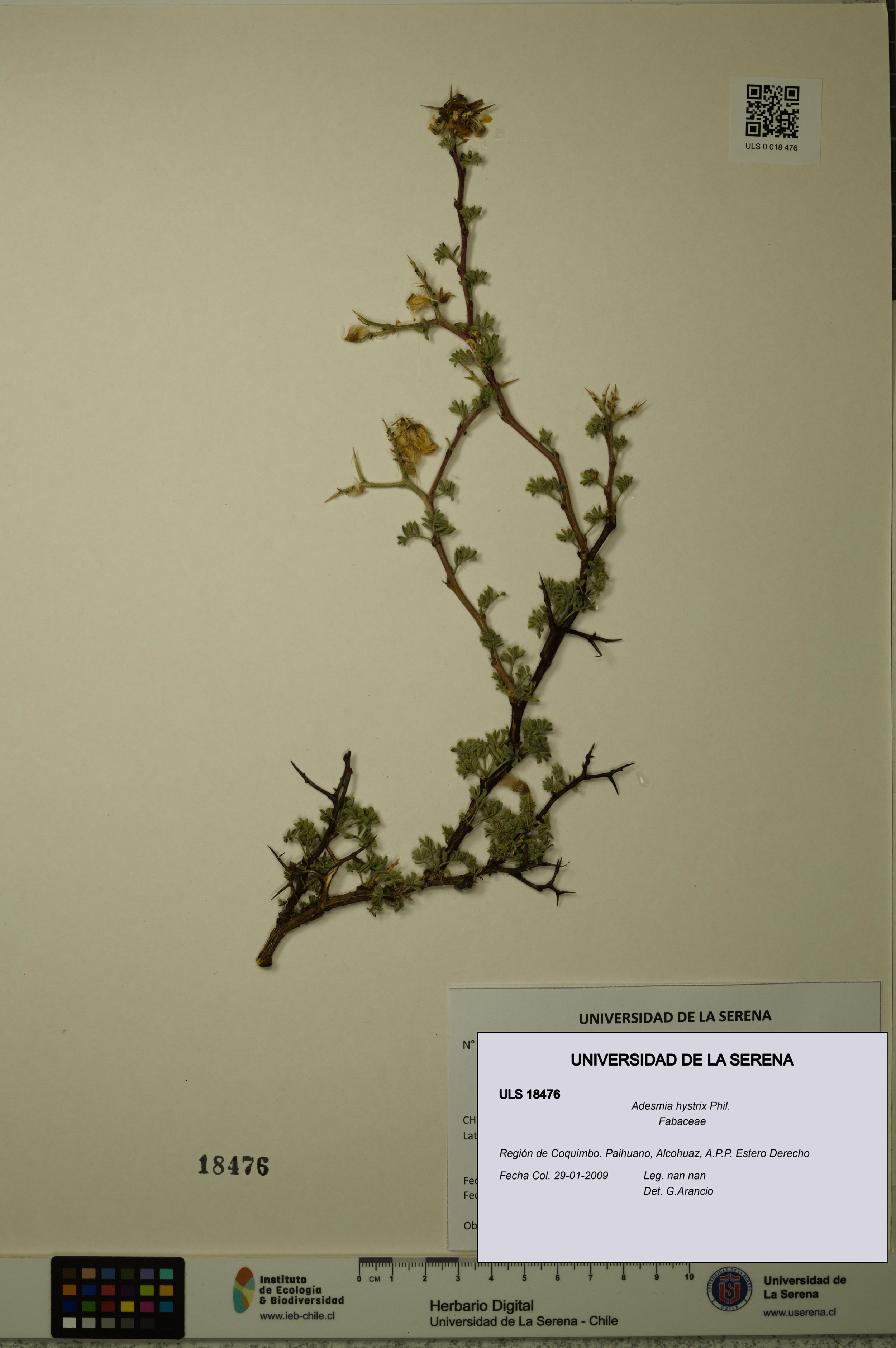 Adesmia hystrix [Espécimen: ]