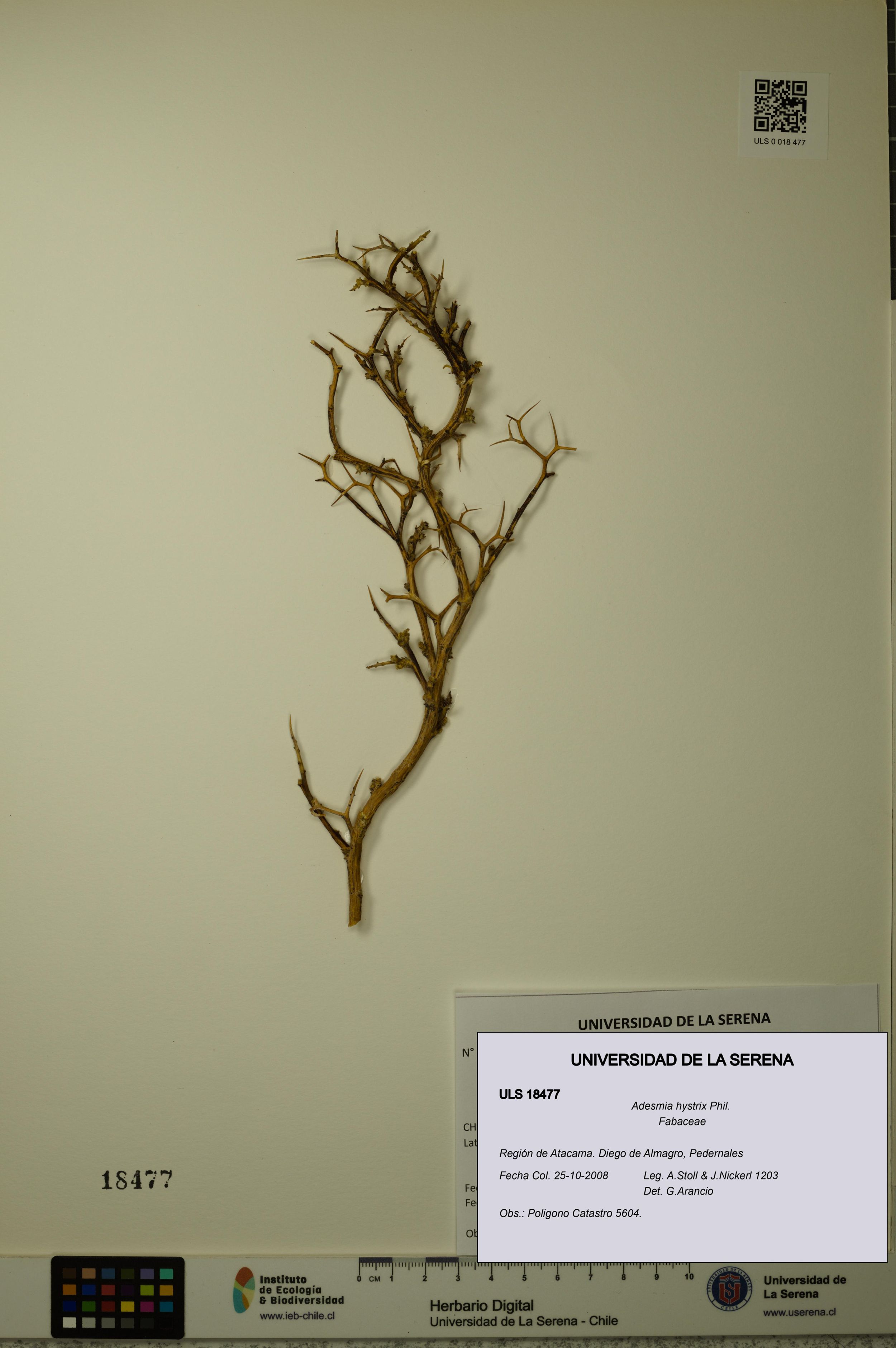 Adesmia hystrix [Espécimen: ]