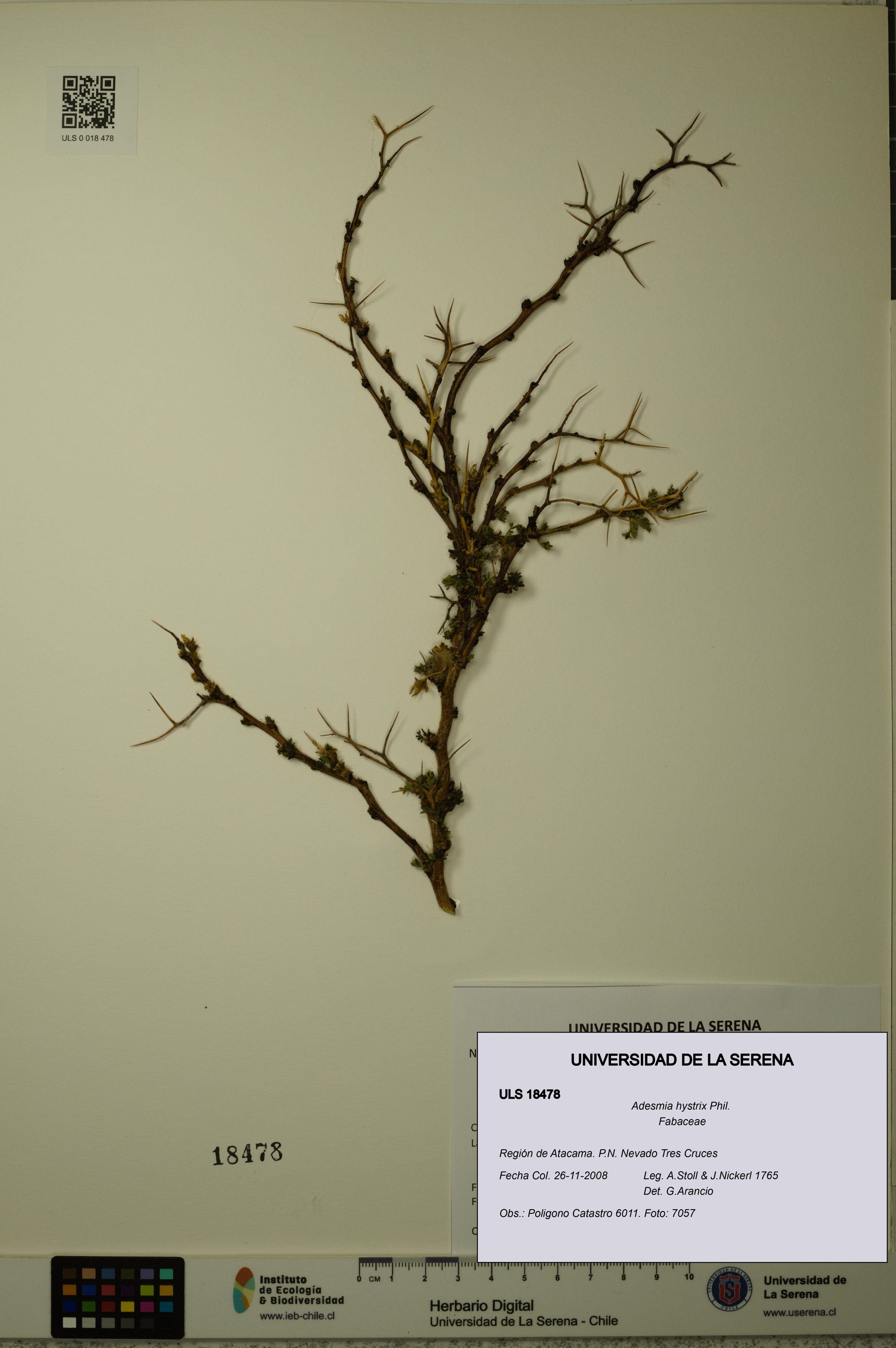 Adesmia hystrix [Espécimen: ]