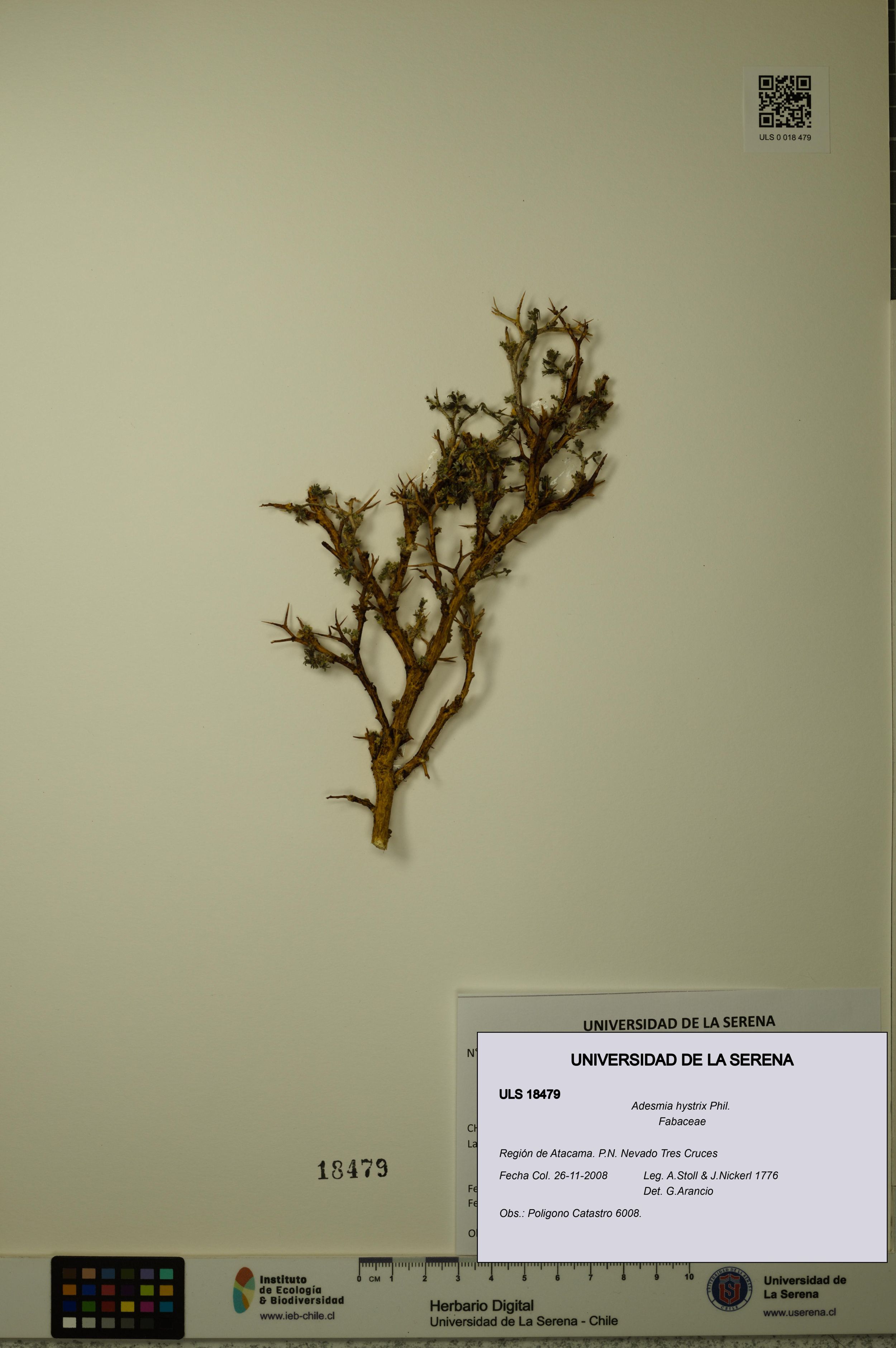 Adesmia hystrix [Espécimen: ]