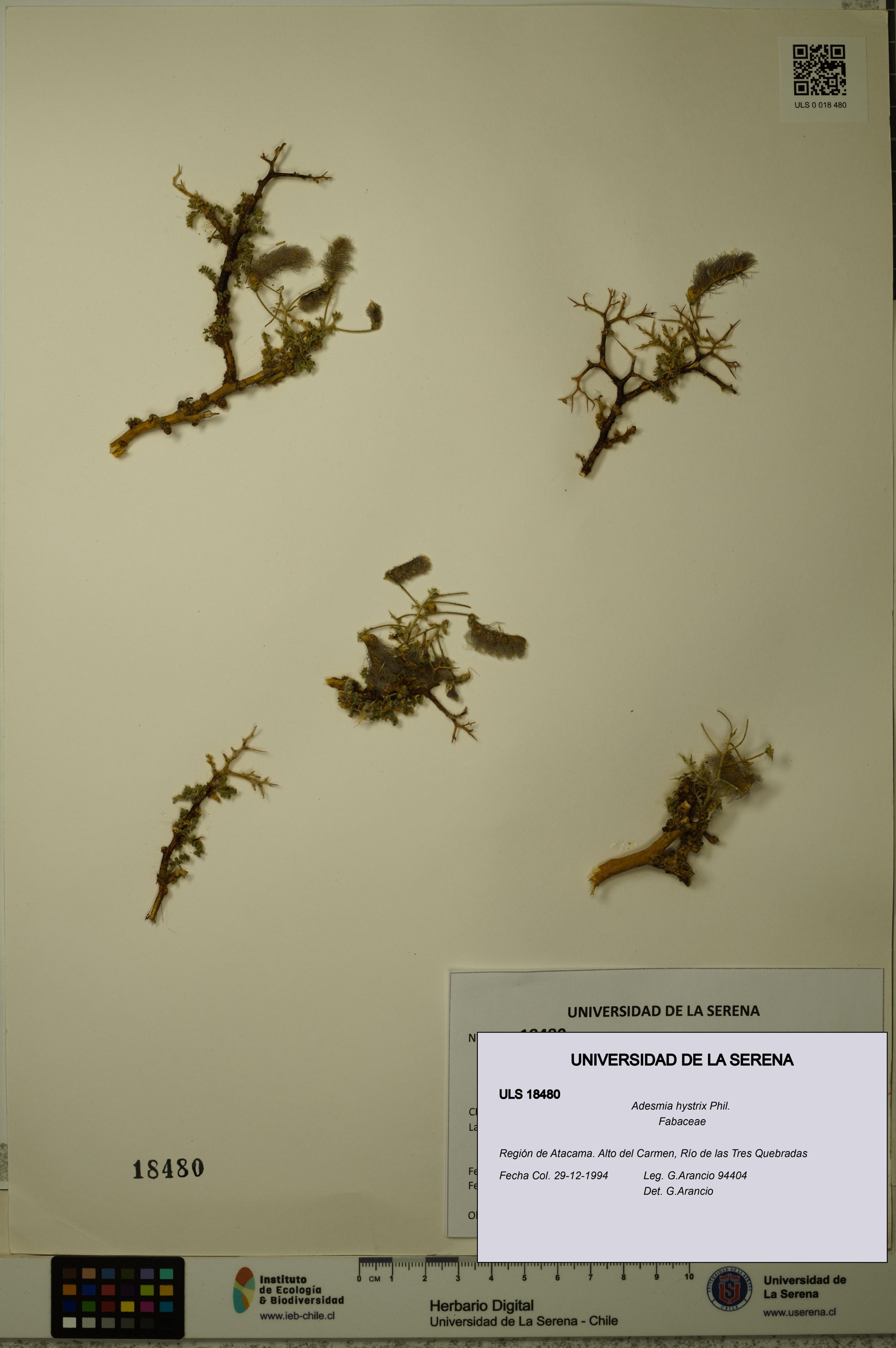 Adesmia hystrix [Espécimen: ]
