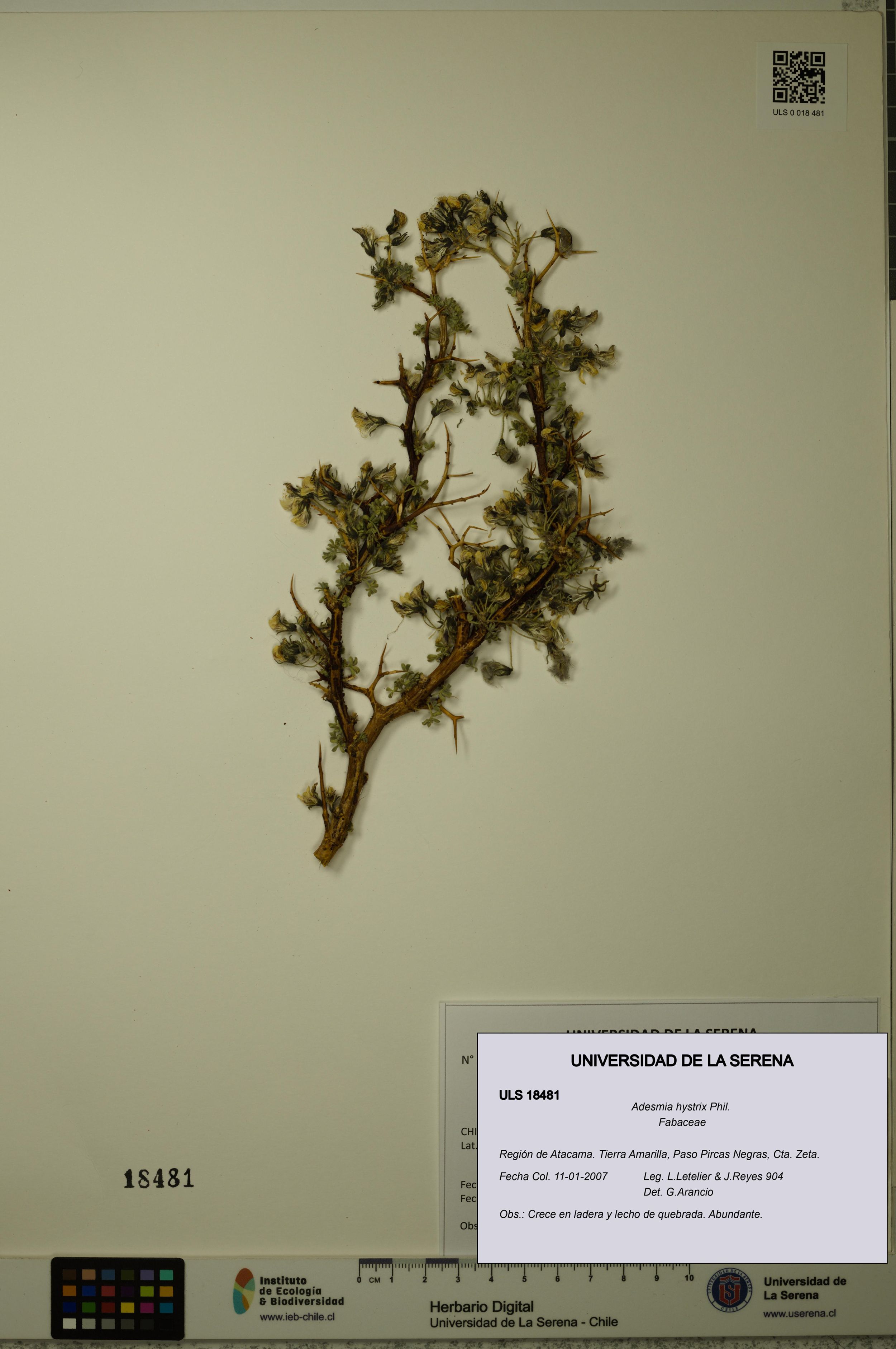 Adesmia hystrix [Espécimen: ]