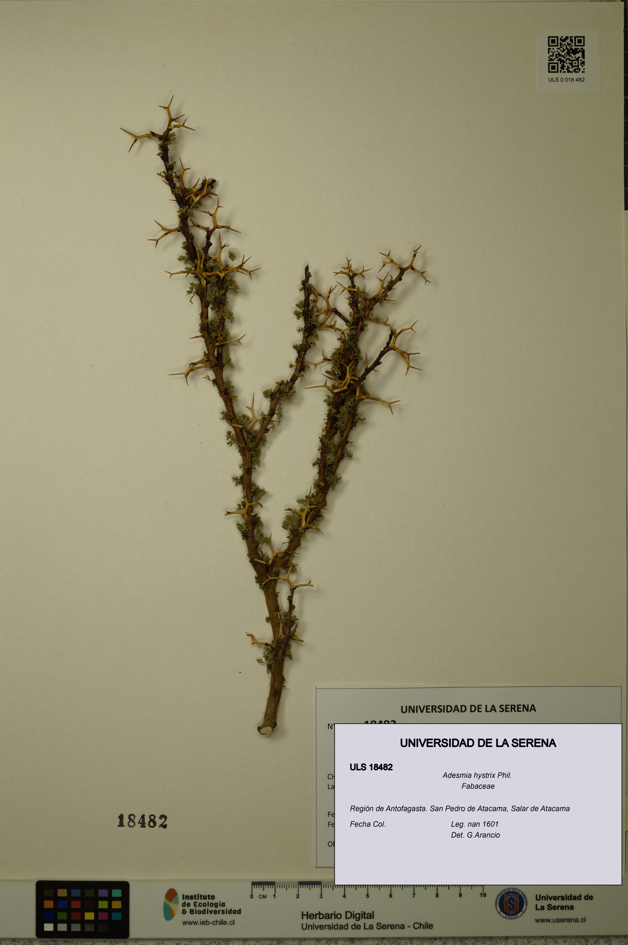 Adesmia hystrix [Espécimen: ]