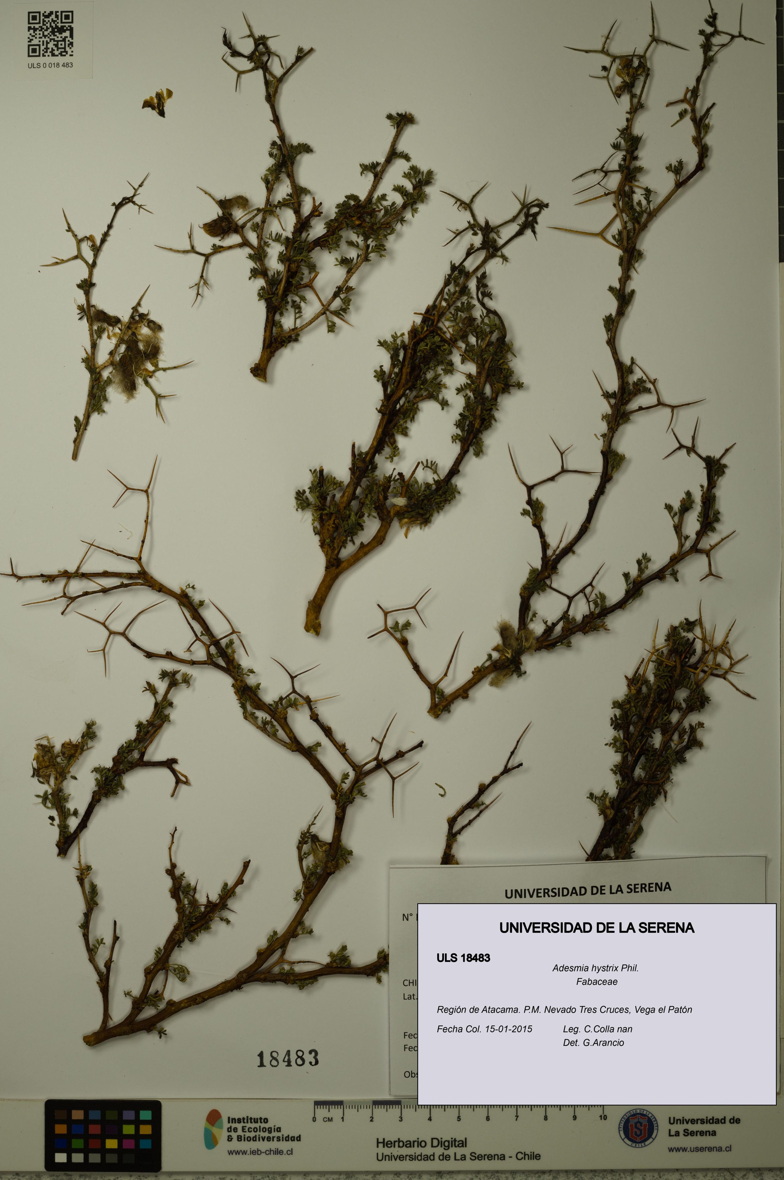 Adesmia hystrix [Espécimen: ]