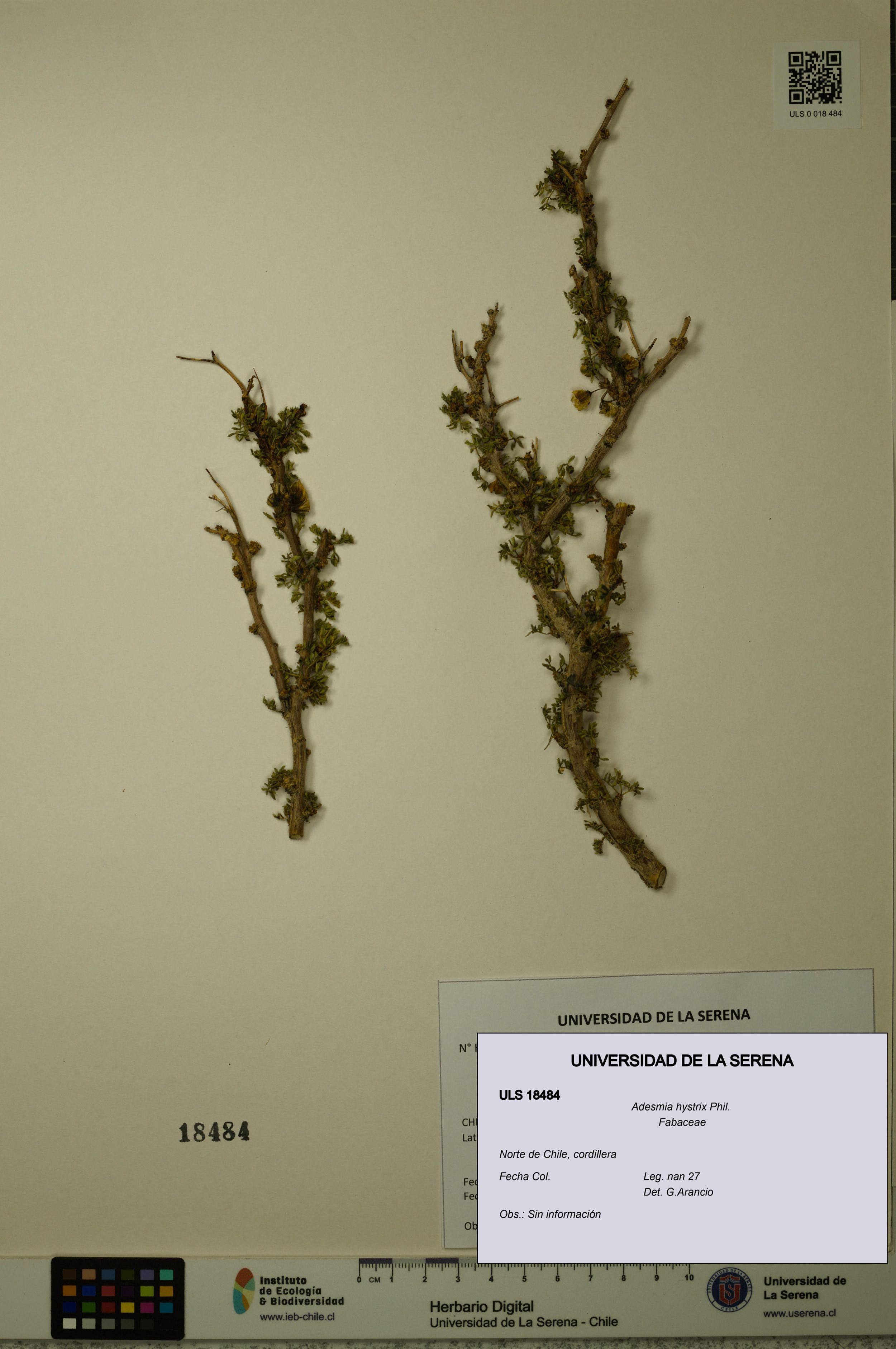 Adesmia hystrix [Espécimen: ]