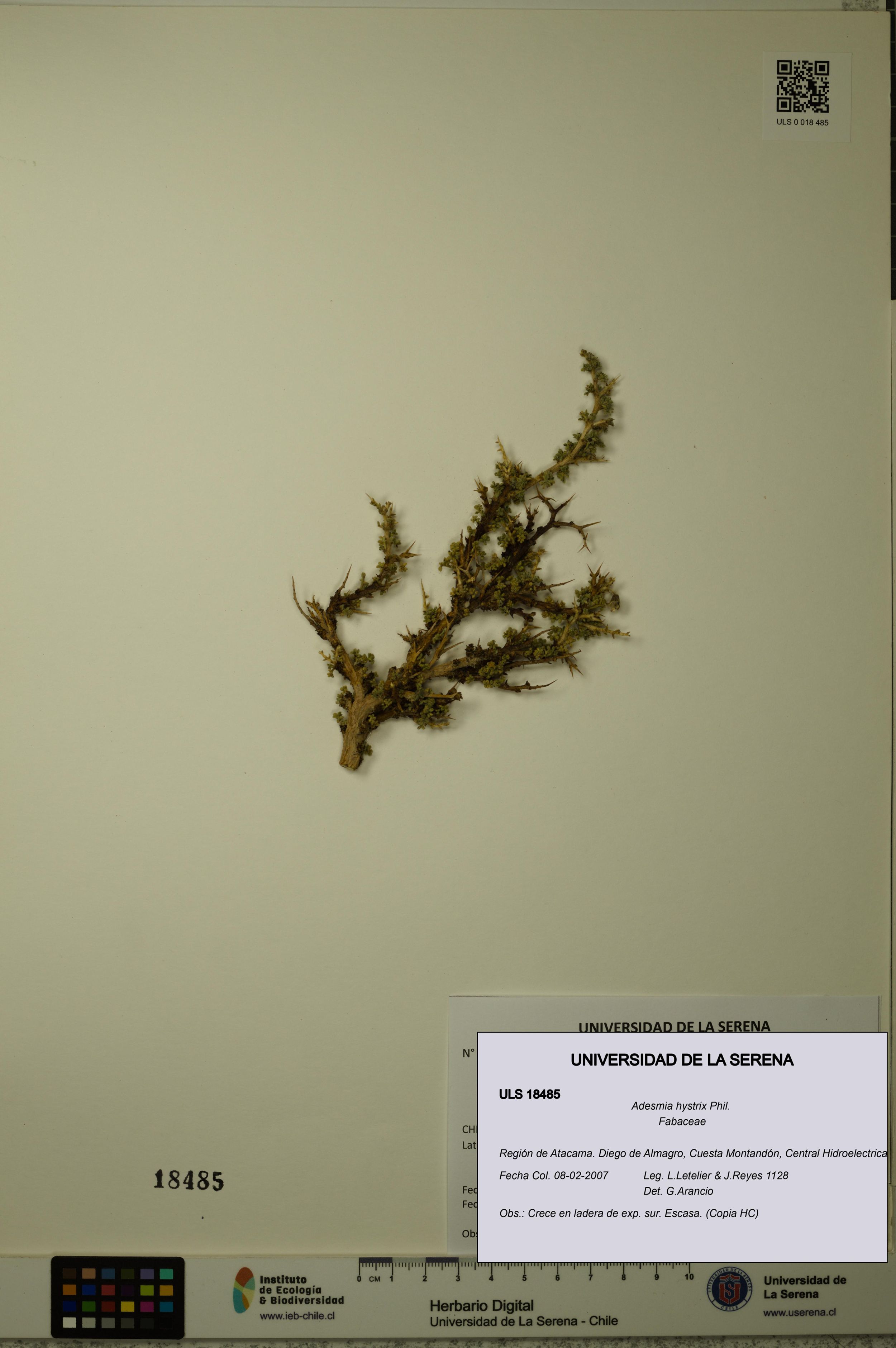 Adesmia hystrix [Espécimen: ]