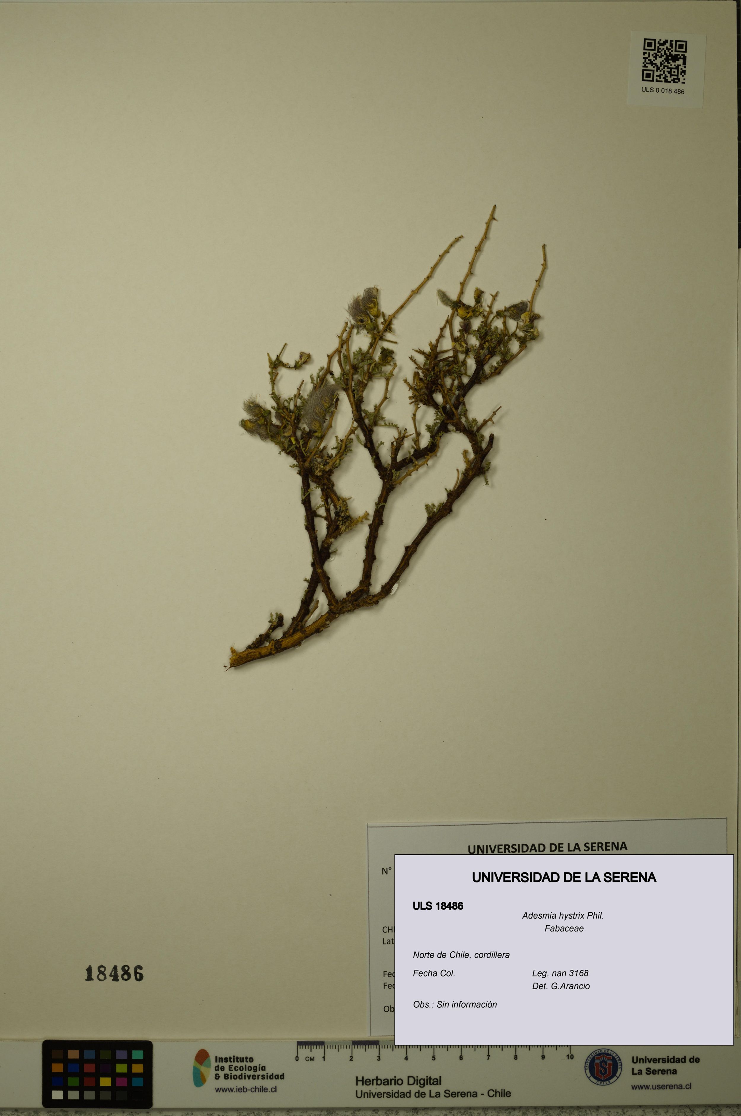 Adesmia hystrix [Espécimen: ]