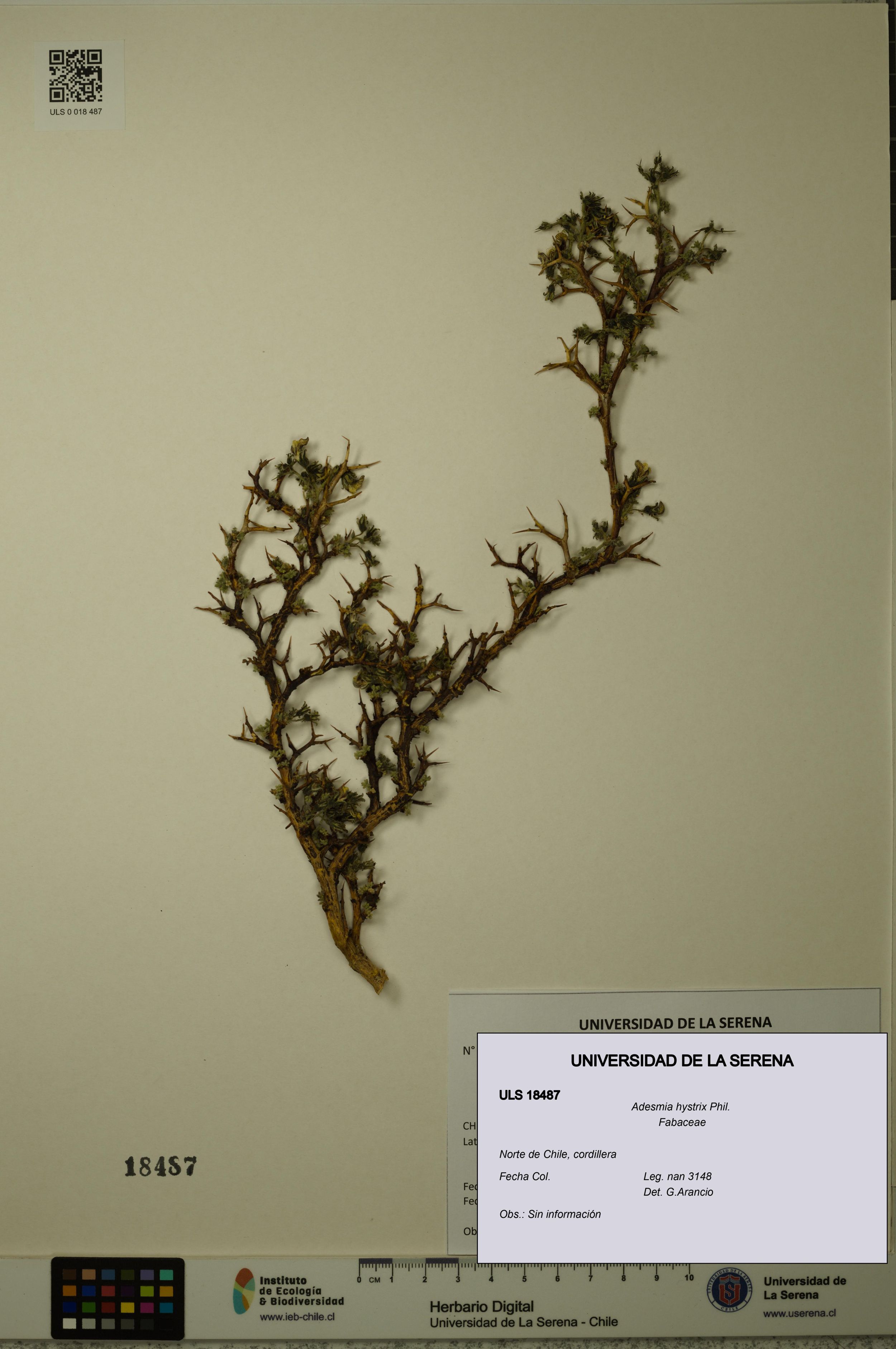 Adesmia hystrix [Espécimen: ]