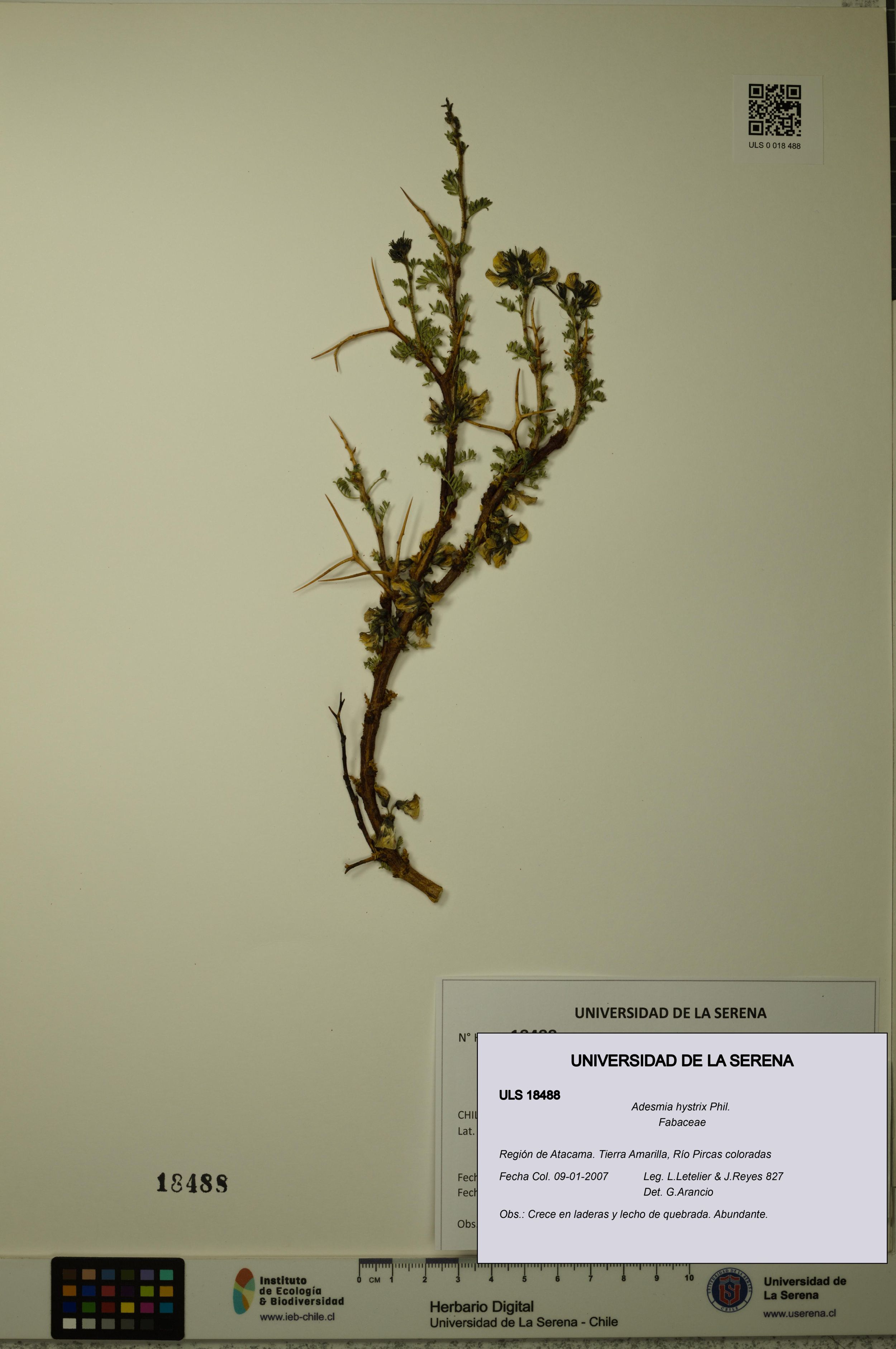 Adesmia hystrix [Espécimen: ]