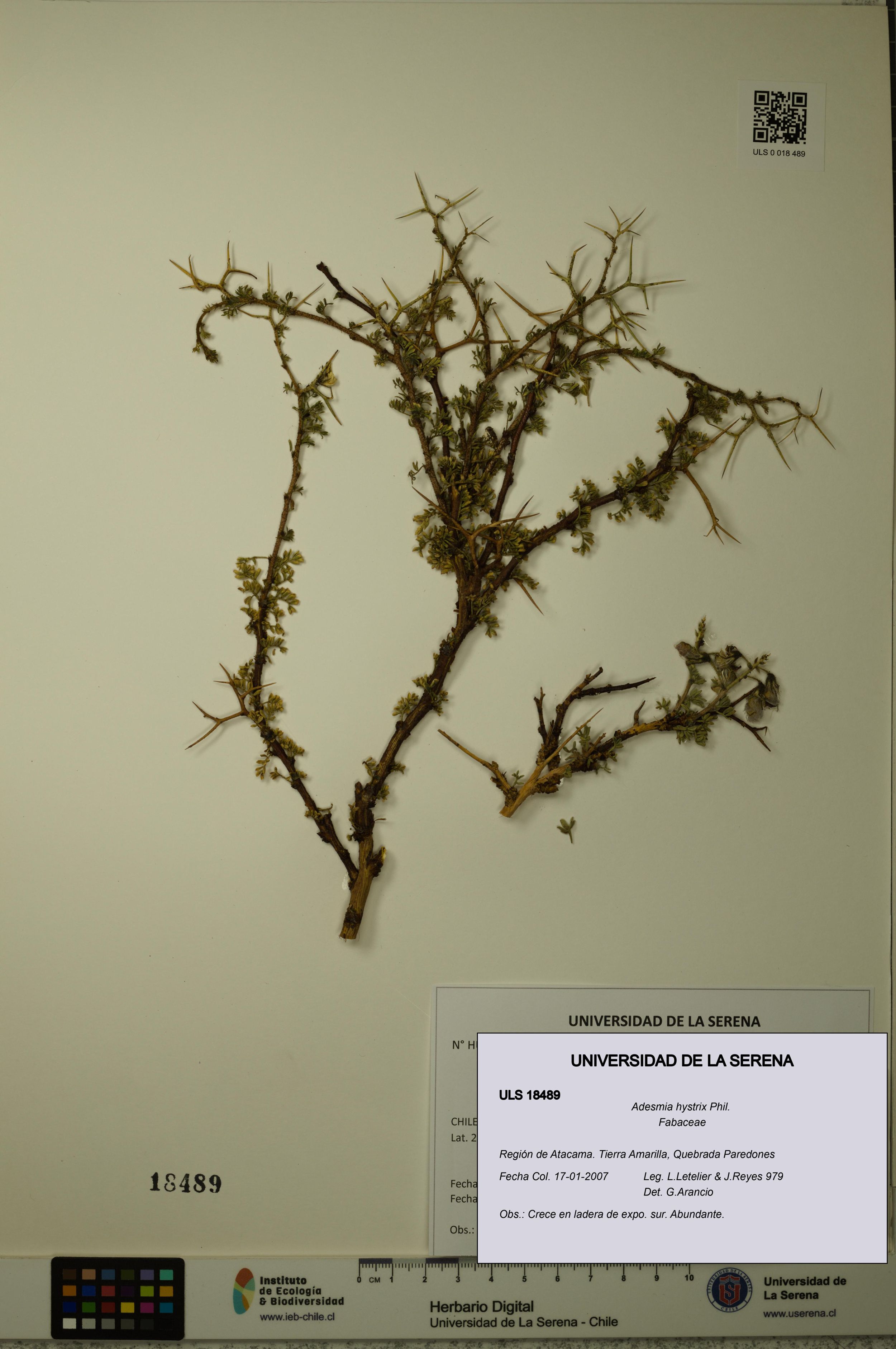 Adesmia hystrix [Espécimen: ]