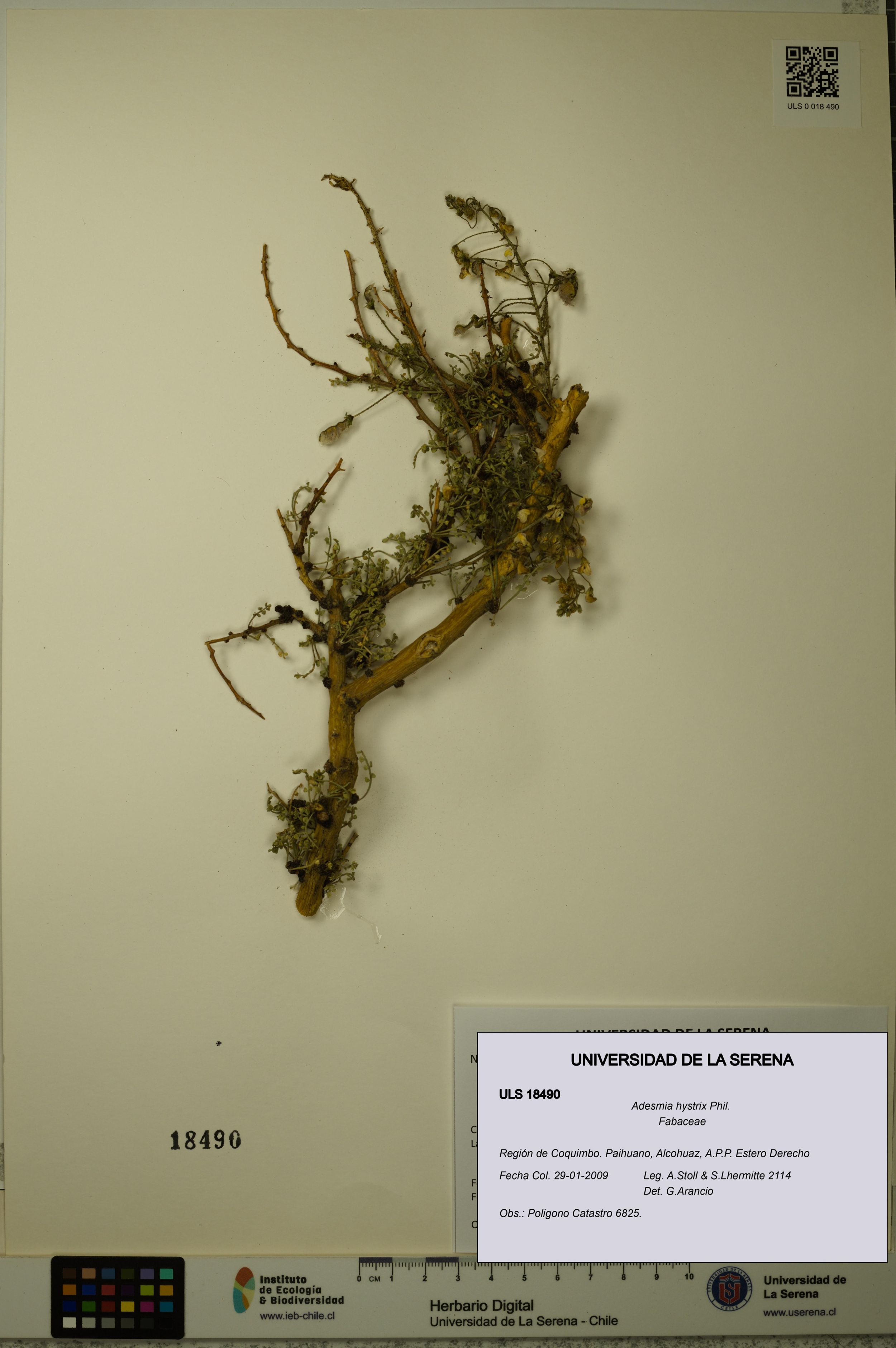 Adesmia hystrix [Espécimen: ]