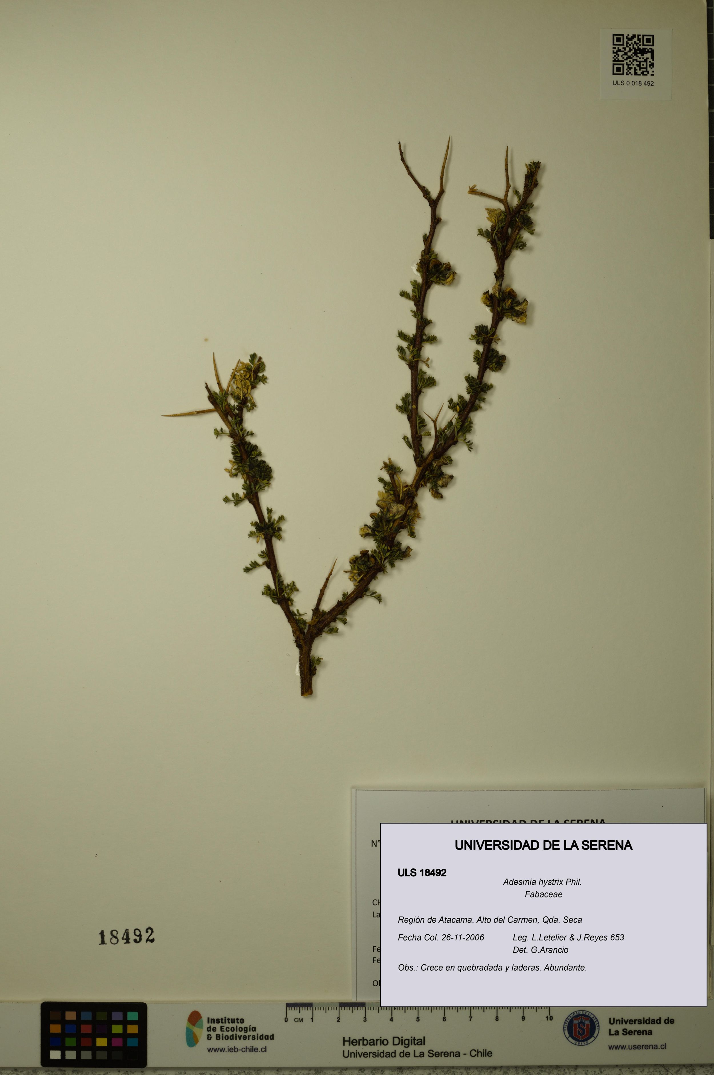 Adesmia hystrix [Espécimen: ]
