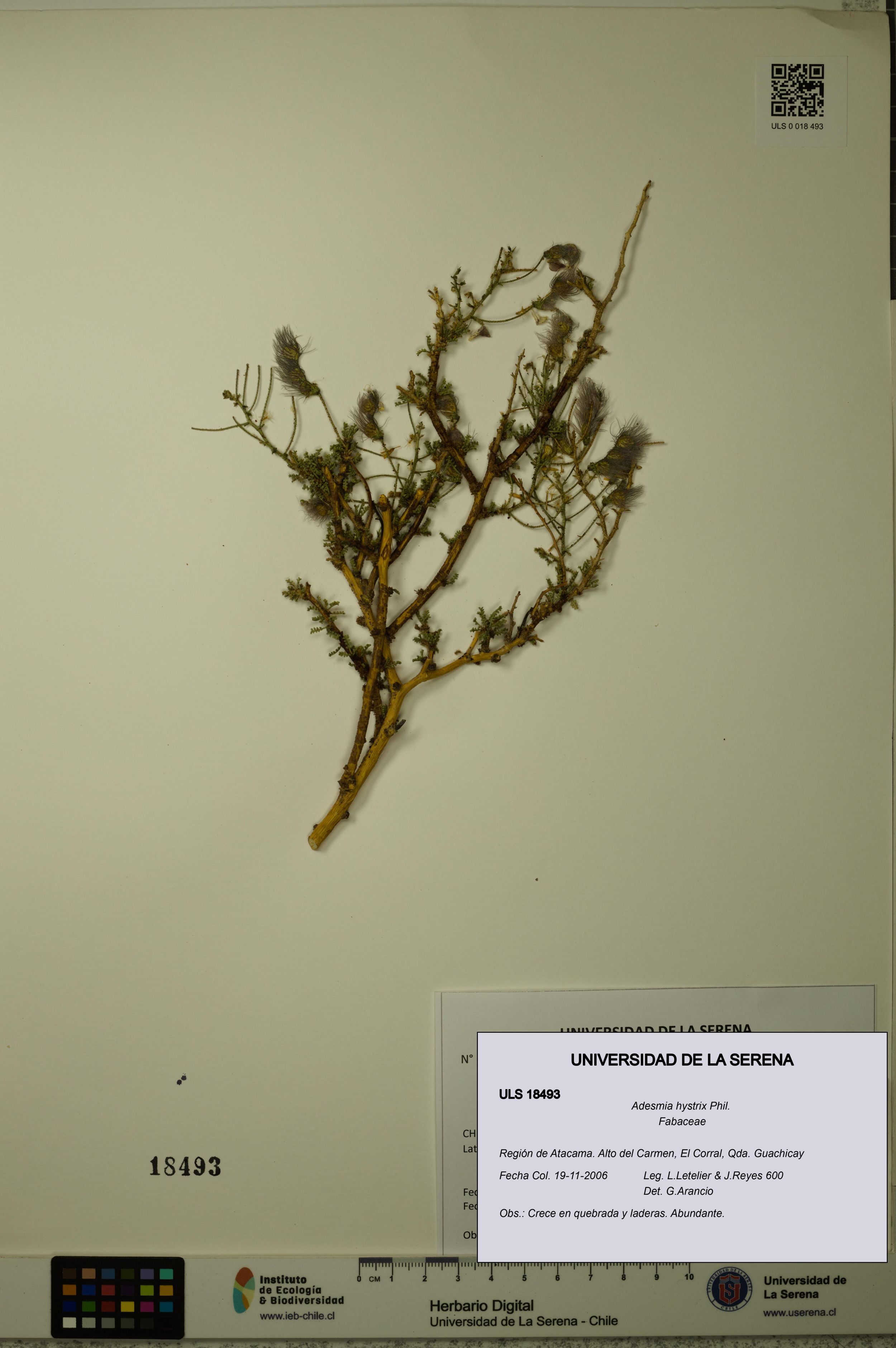 Adesmia hystrix [Espécimen: ]