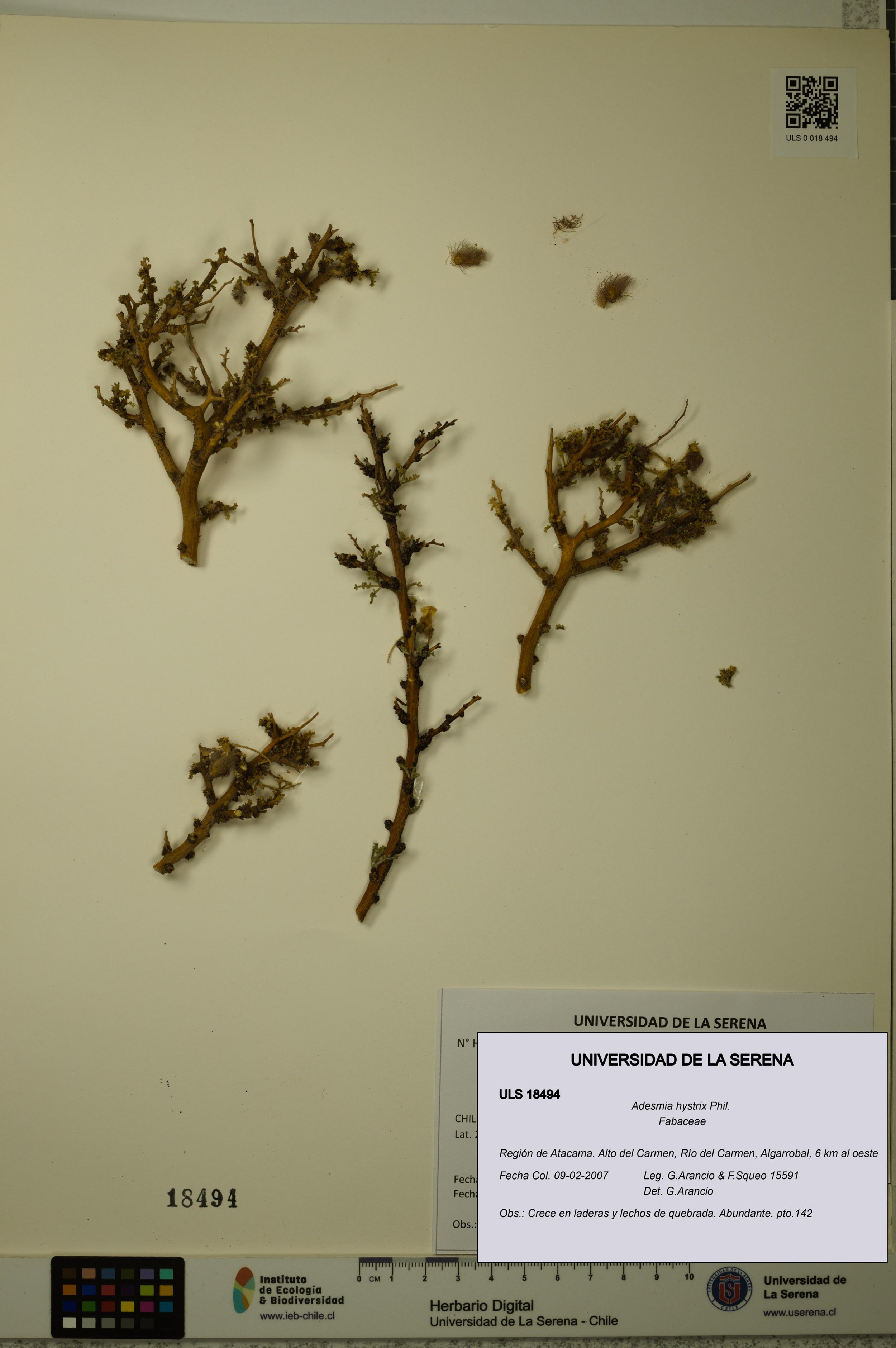 Adesmia hystrix [Espécimen: ]