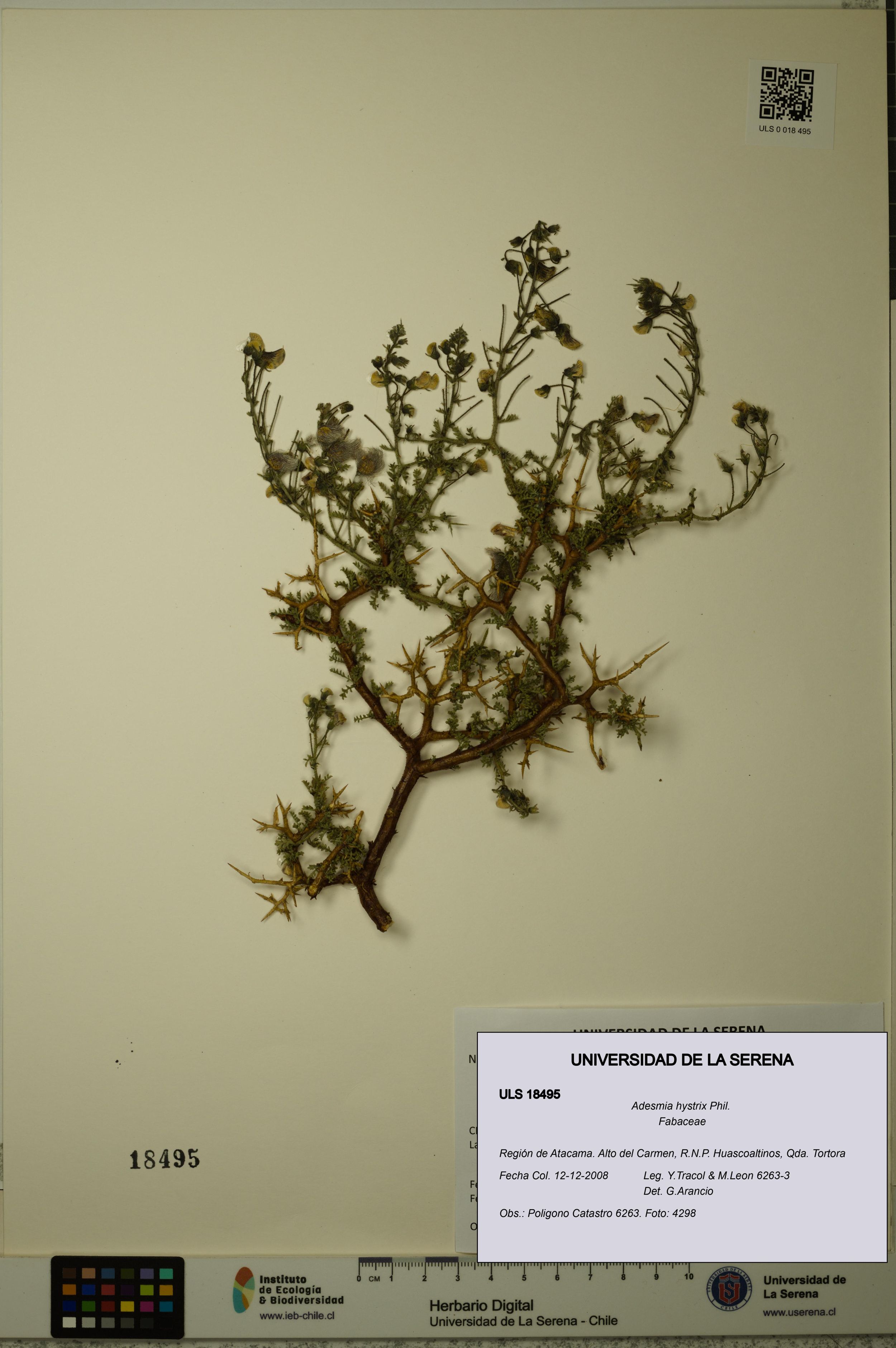 Adesmia hystrix [Espécimen: ]