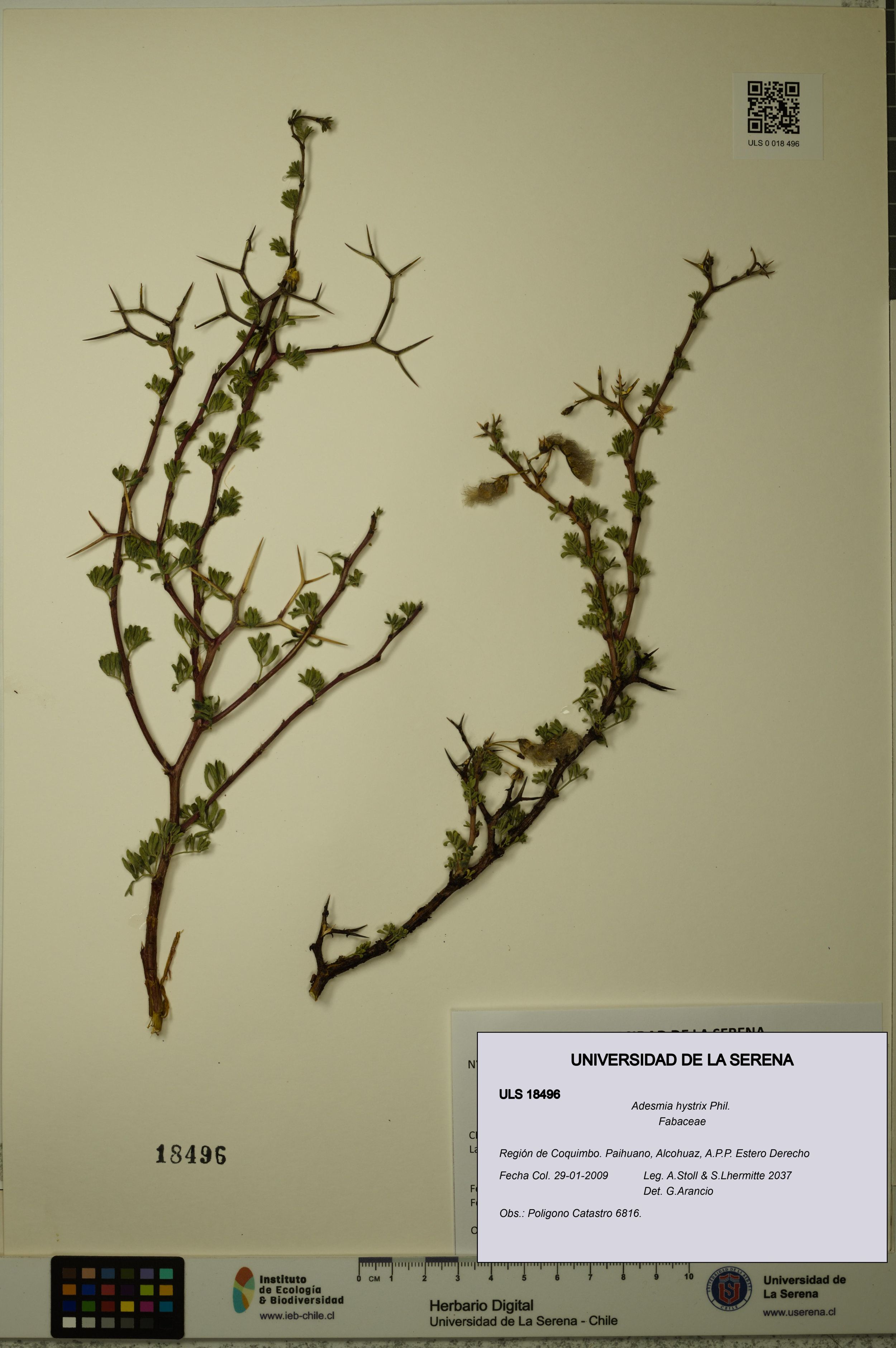 Adesmia hystrix [Espécimen: ]