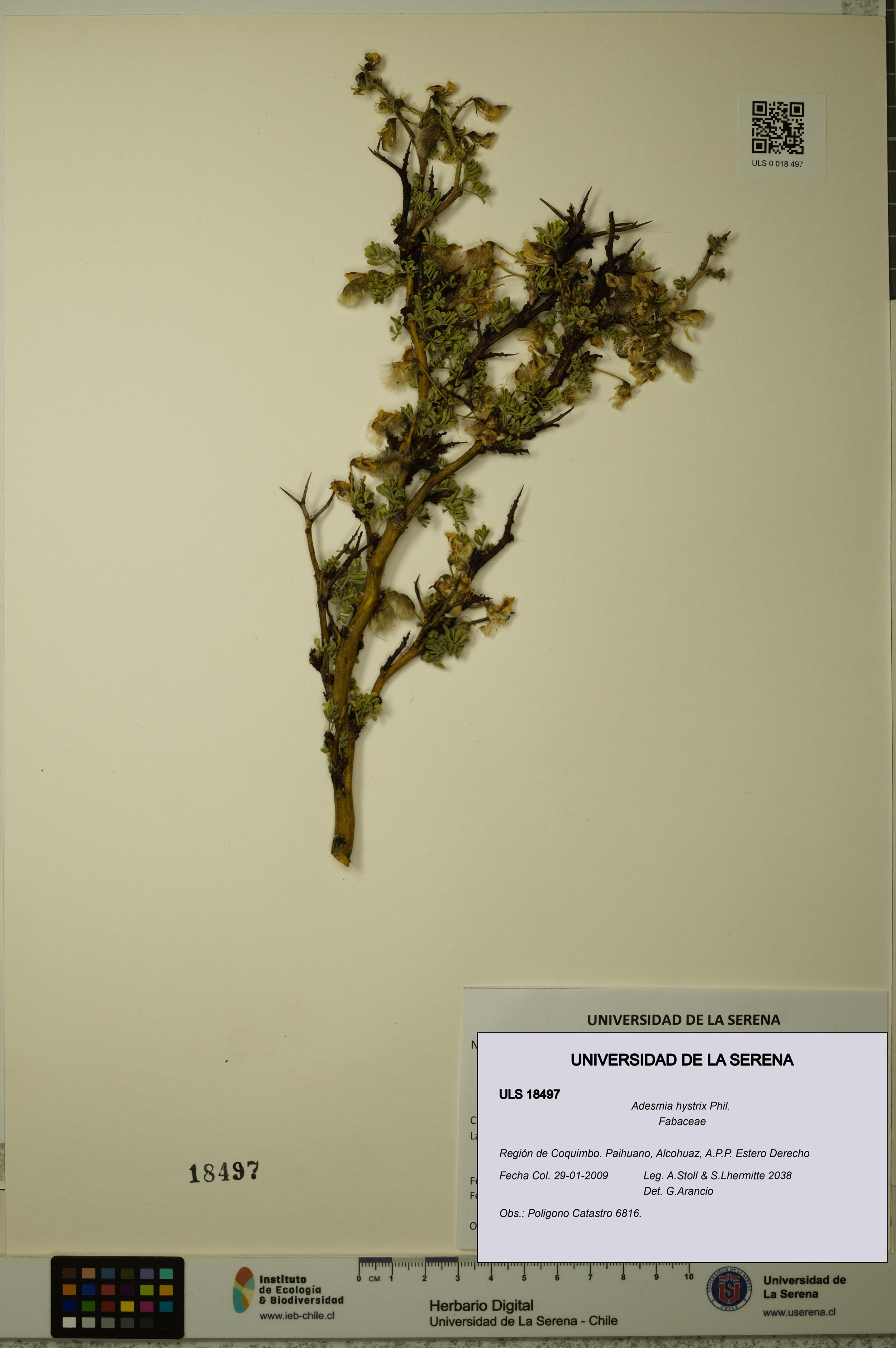 Adesmia hystrix [Espécimen: ]
