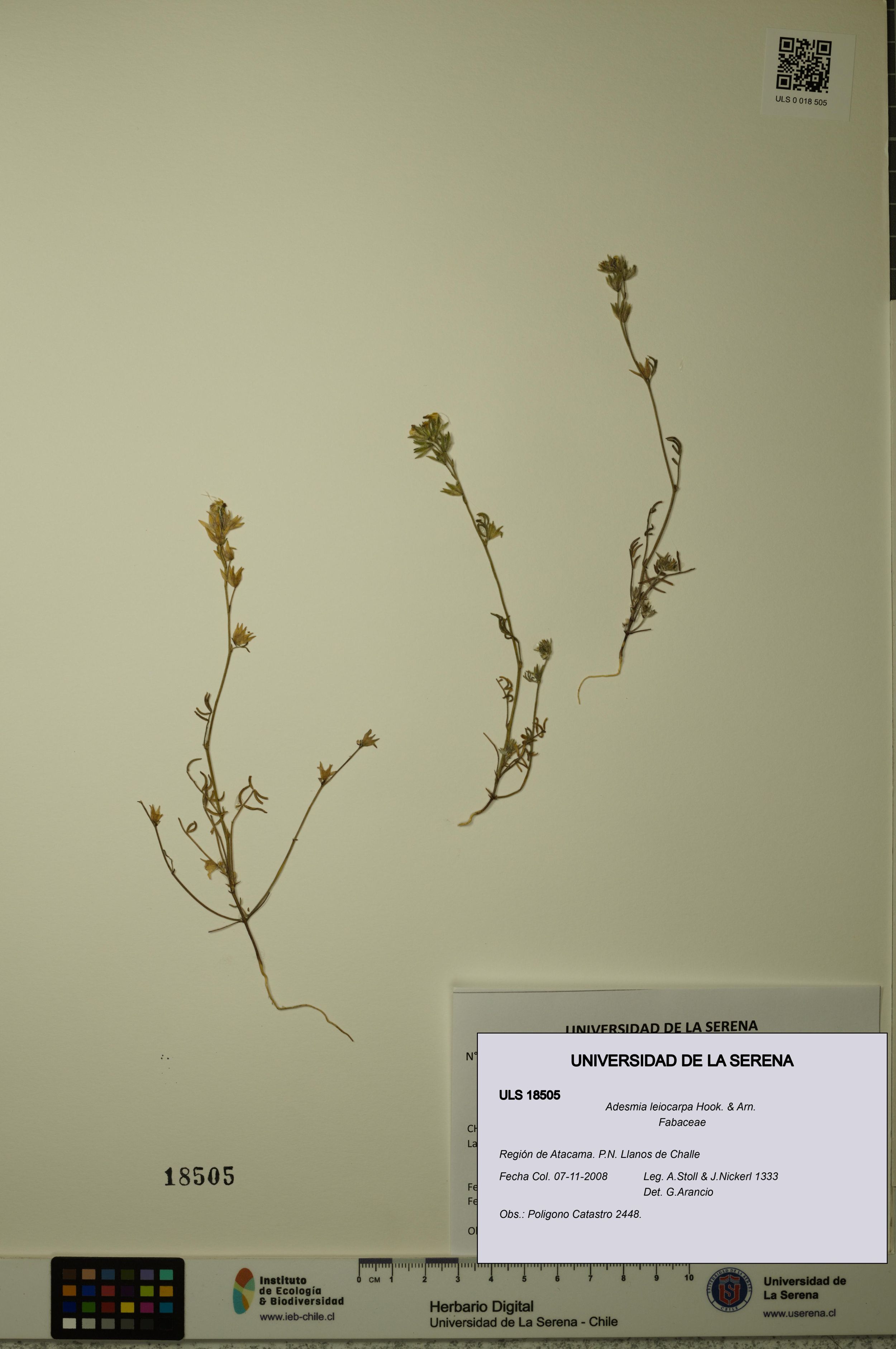 Adesmia leiocarpa [Espécimen: ]