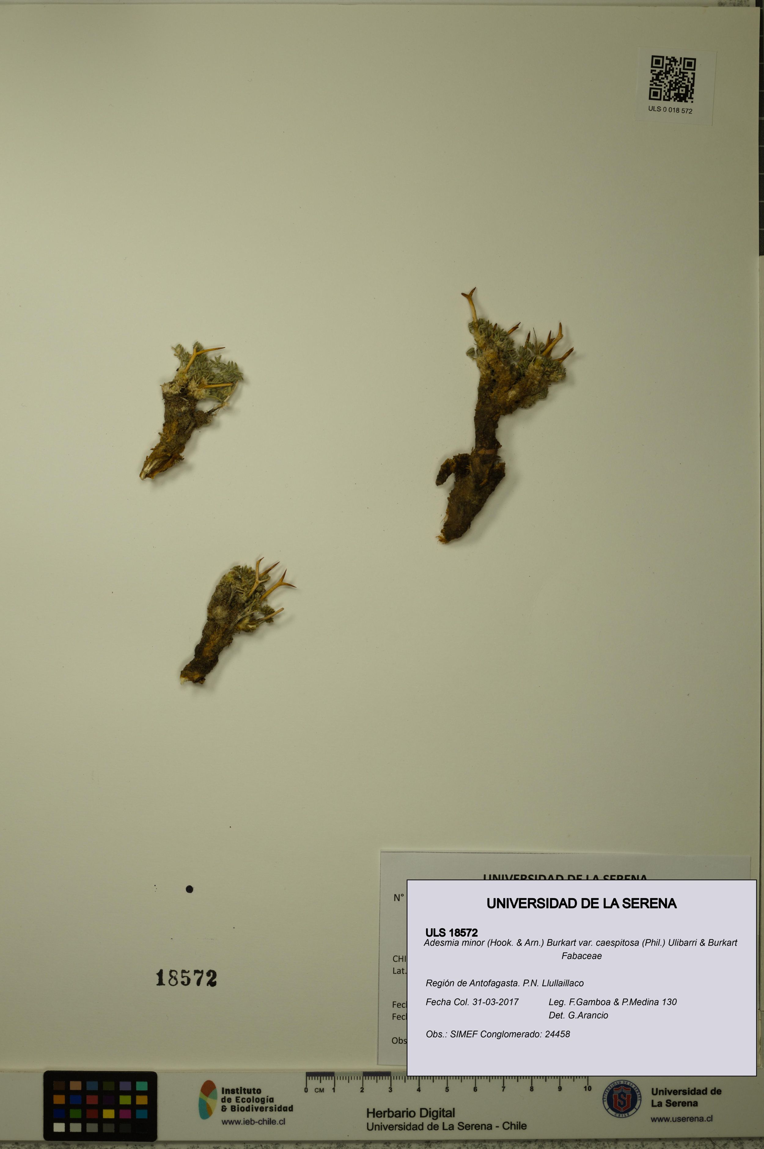 Adesmia minor var. caespitosa [Espécimen: ]