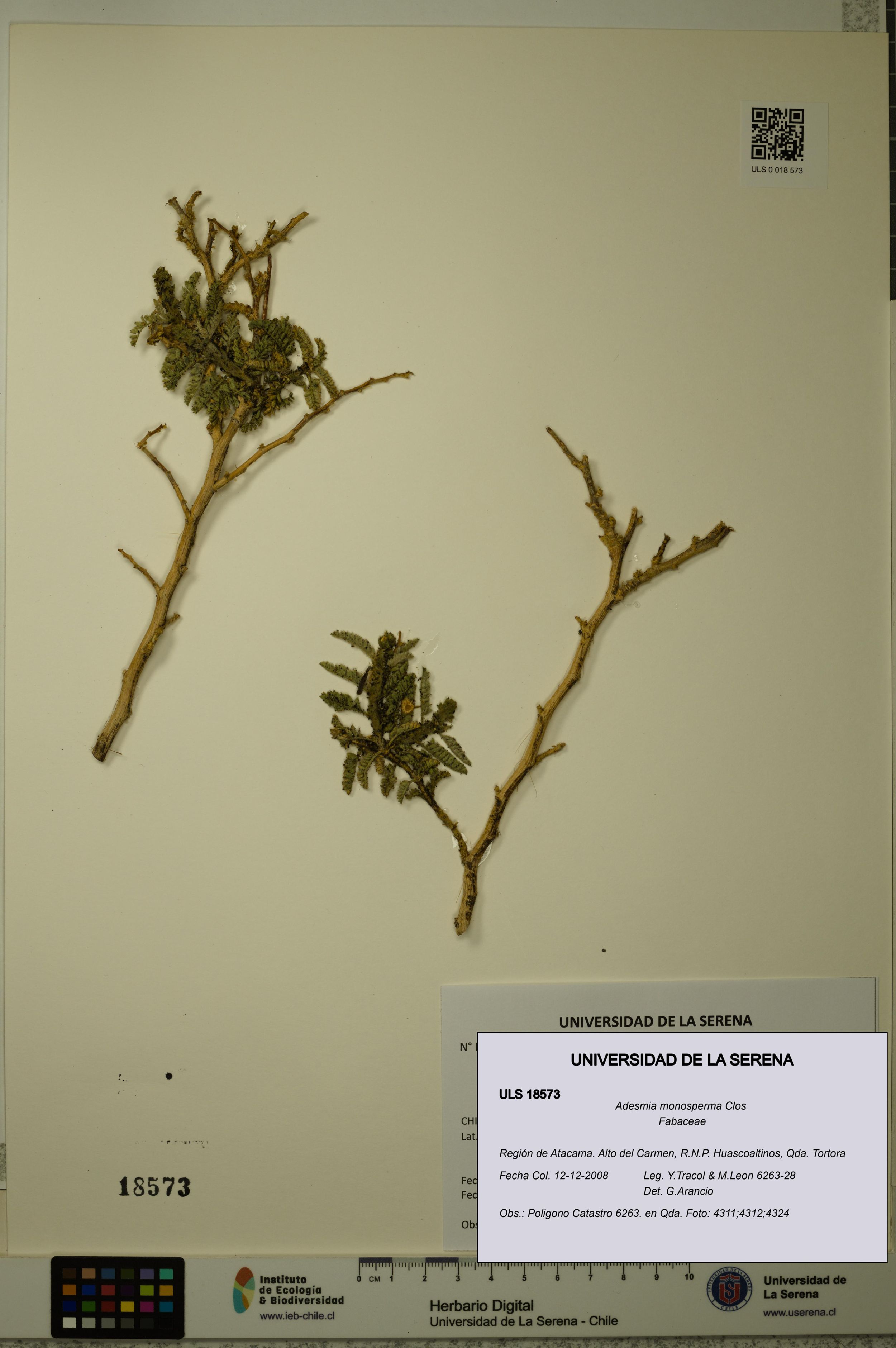 Adesmia monosperma [Espécimen: ]