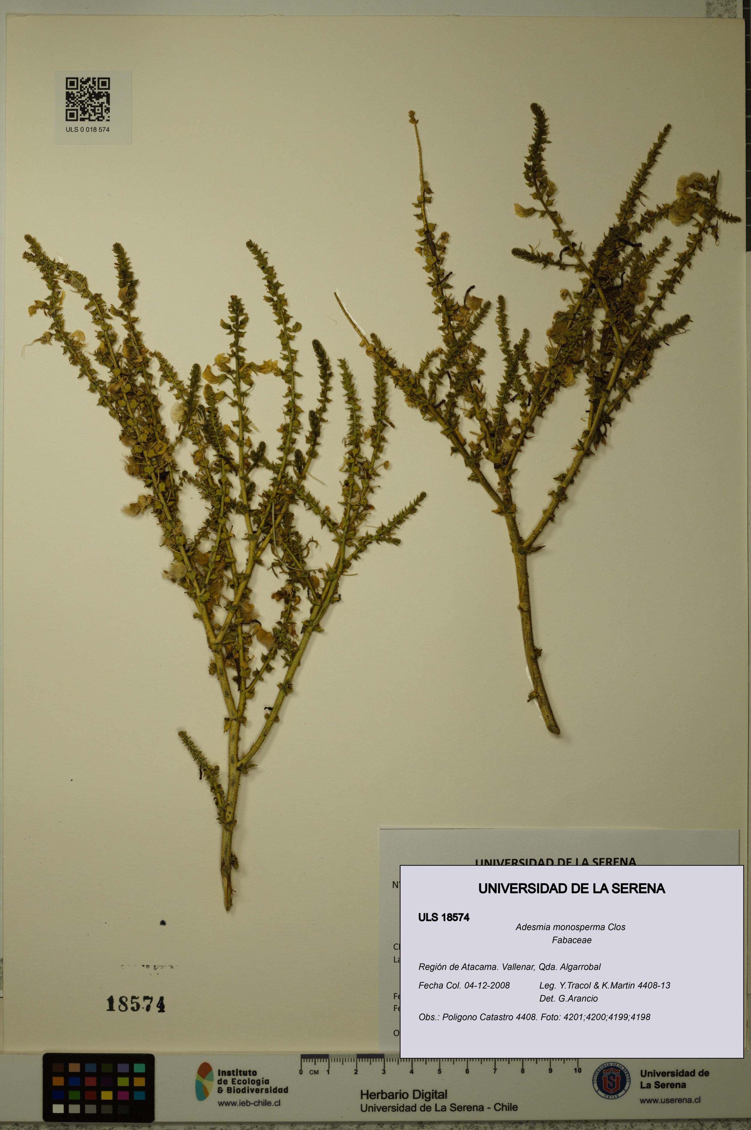 Adesmia monosperma [Espécimen: ]