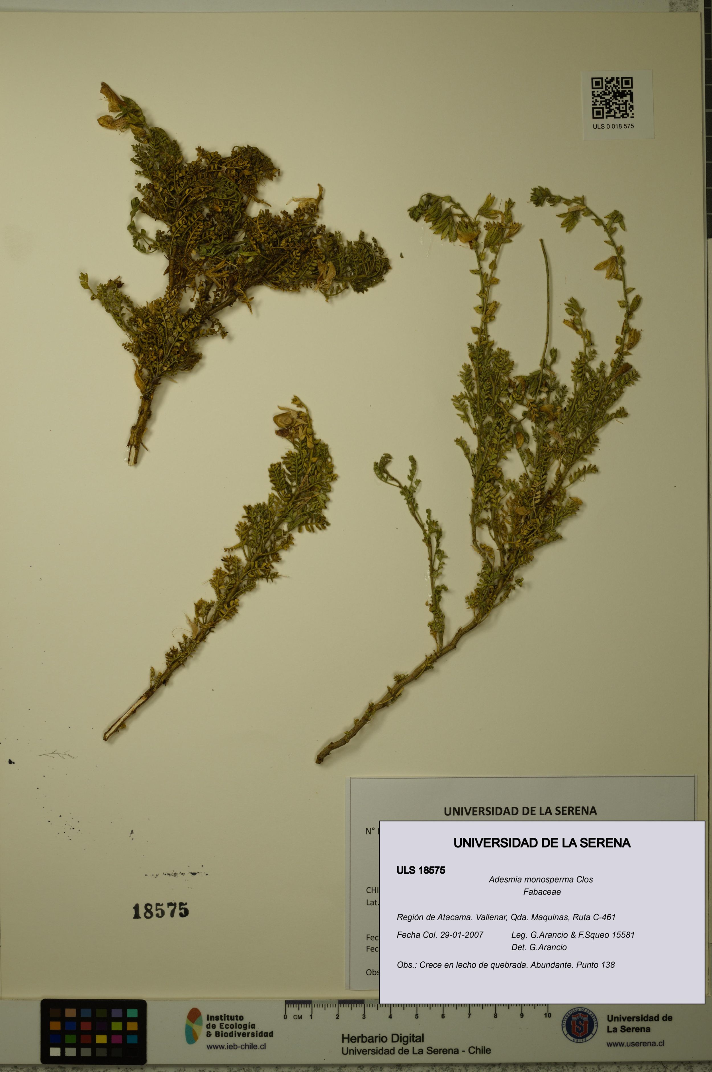 Adesmia monosperma [Espécimen: ]