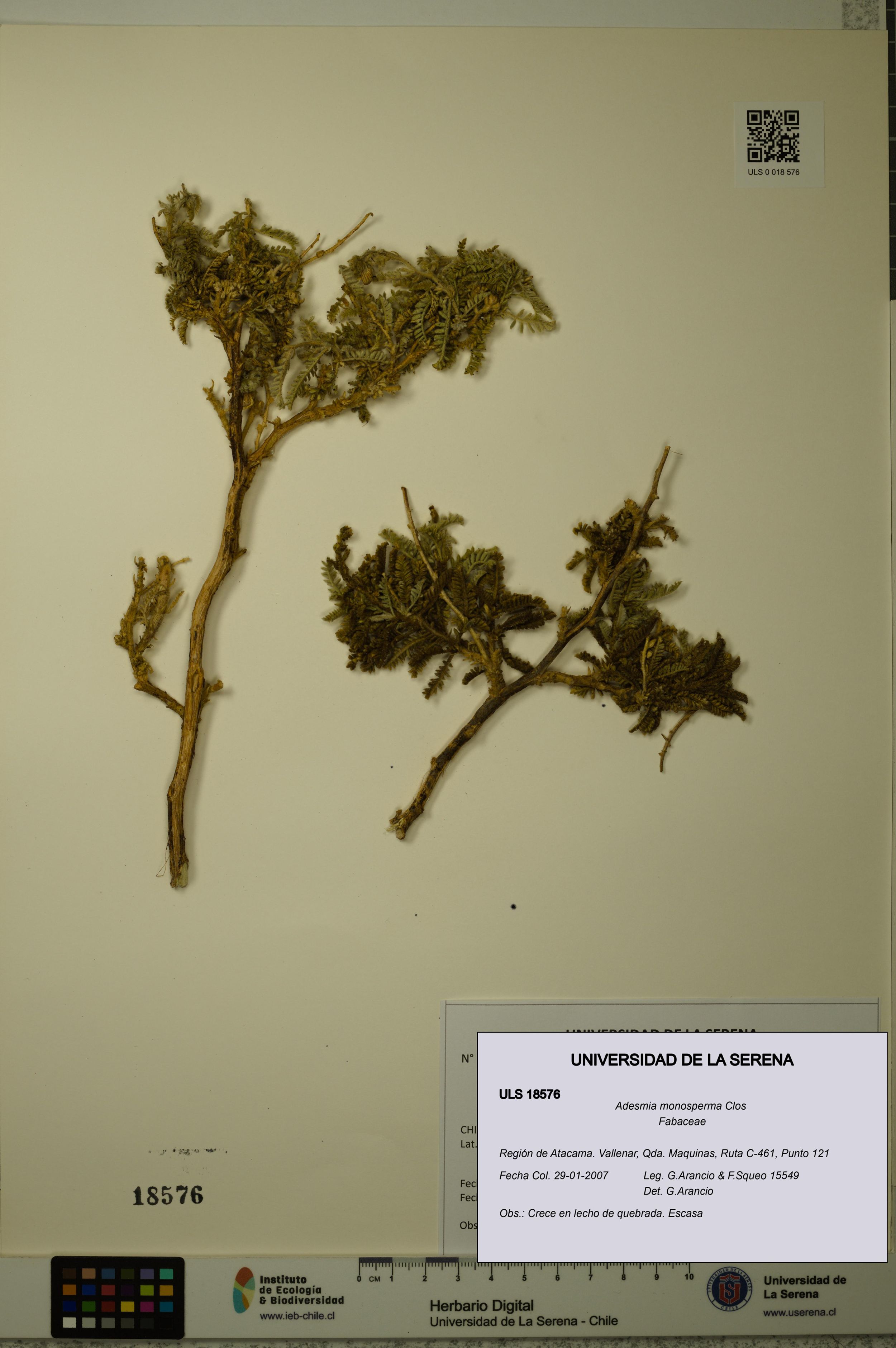 Adesmia monosperma [Espécimen: ]