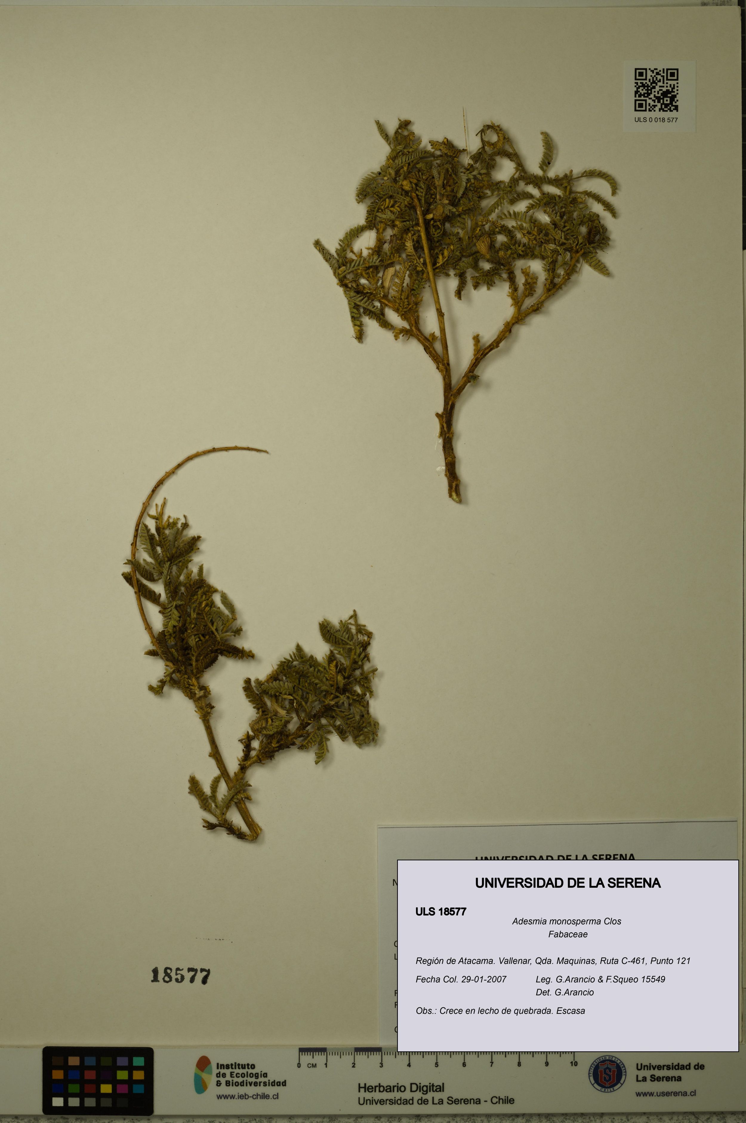 Adesmia monosperma [Espécimen: ]