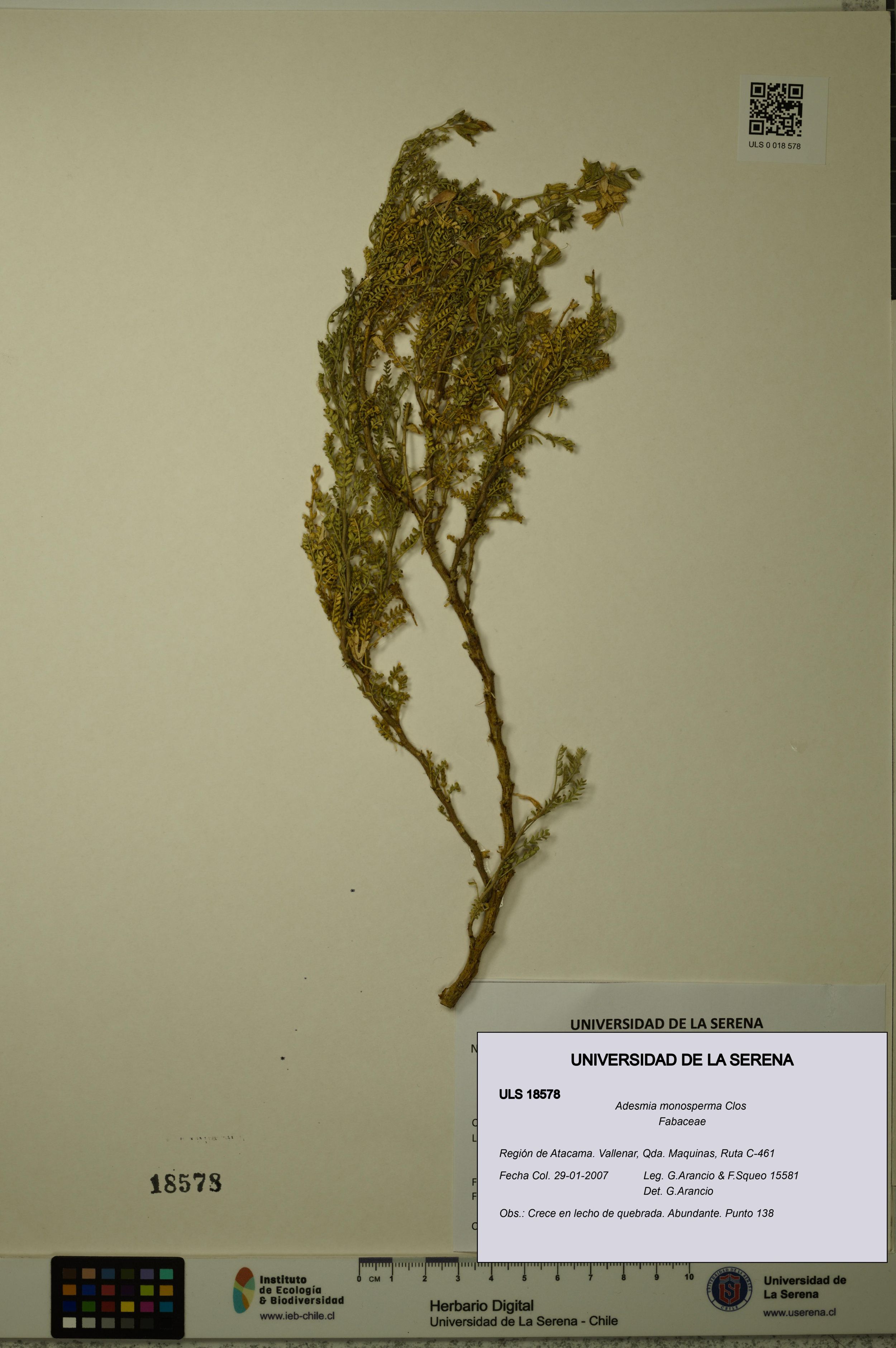 Adesmia monosperma [Espécimen: ]