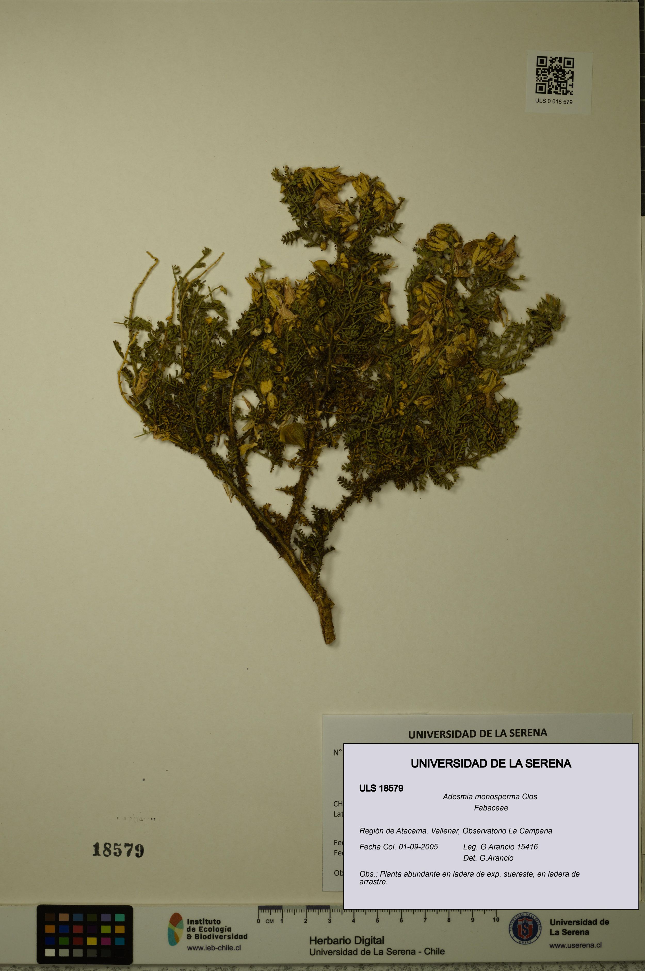 Adesmia monosperma [Espécimen: ]