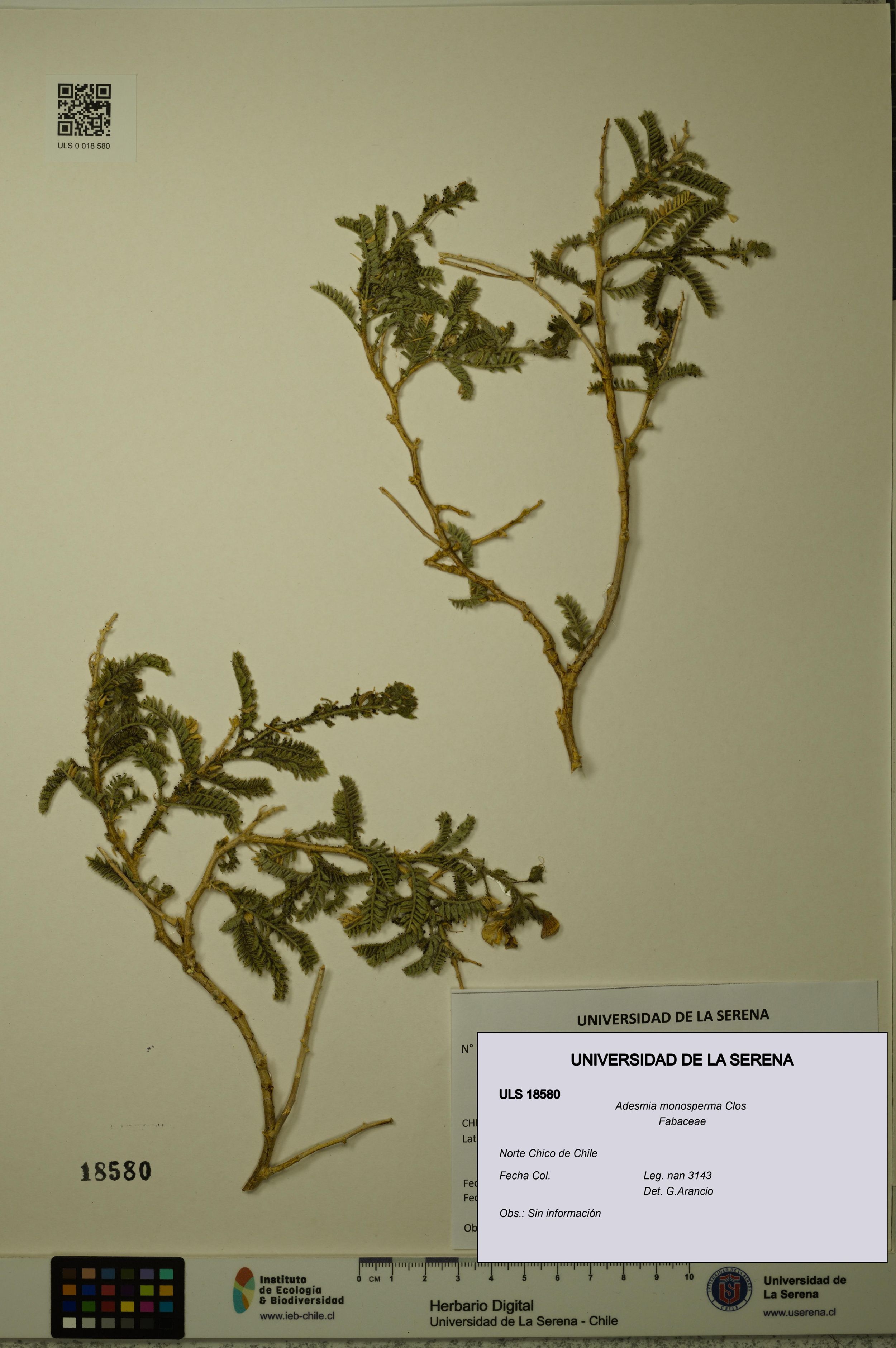 Adesmia monosperma [Espécimen: ]