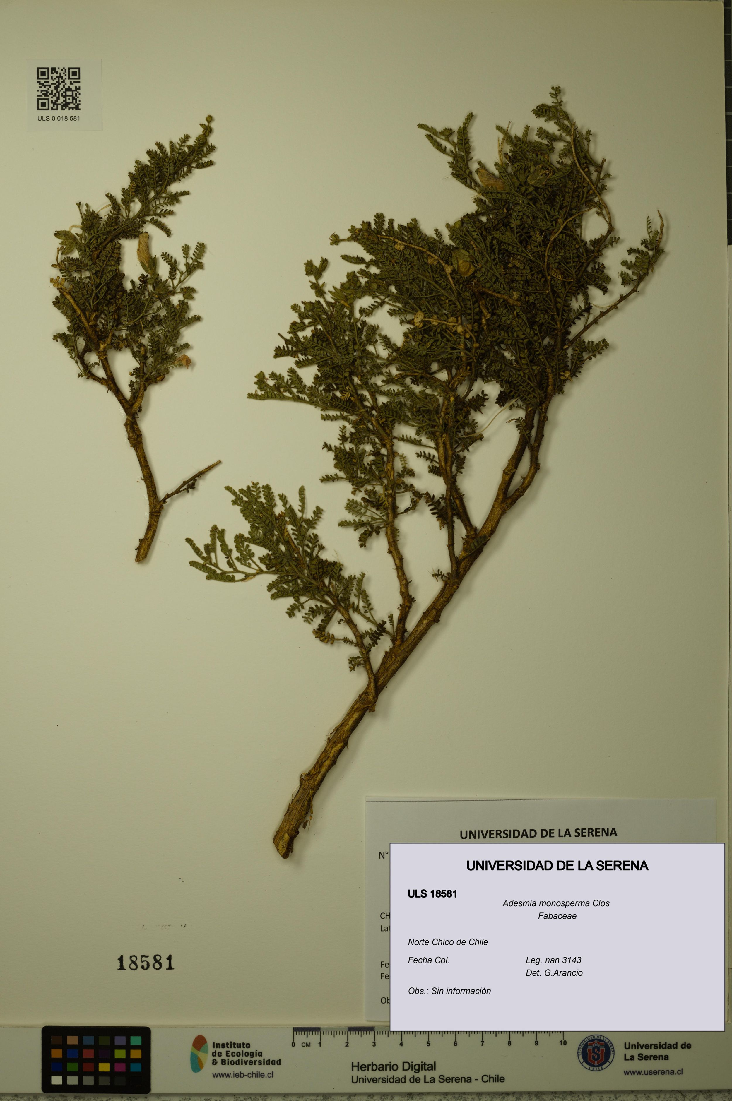 Adesmia monosperma [Espécimen: ]